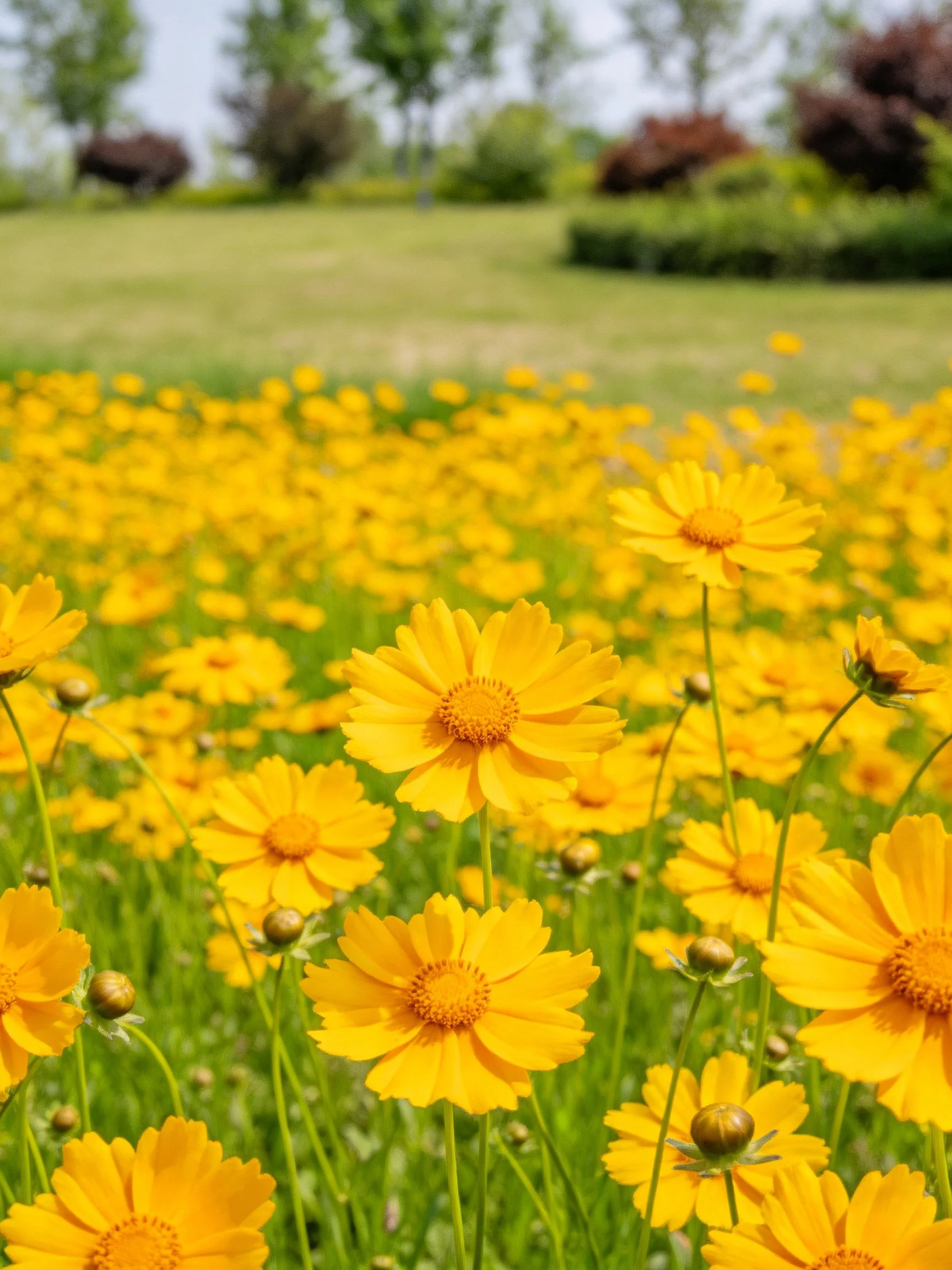 A field of bright yellow flowers with green stems and distant trees