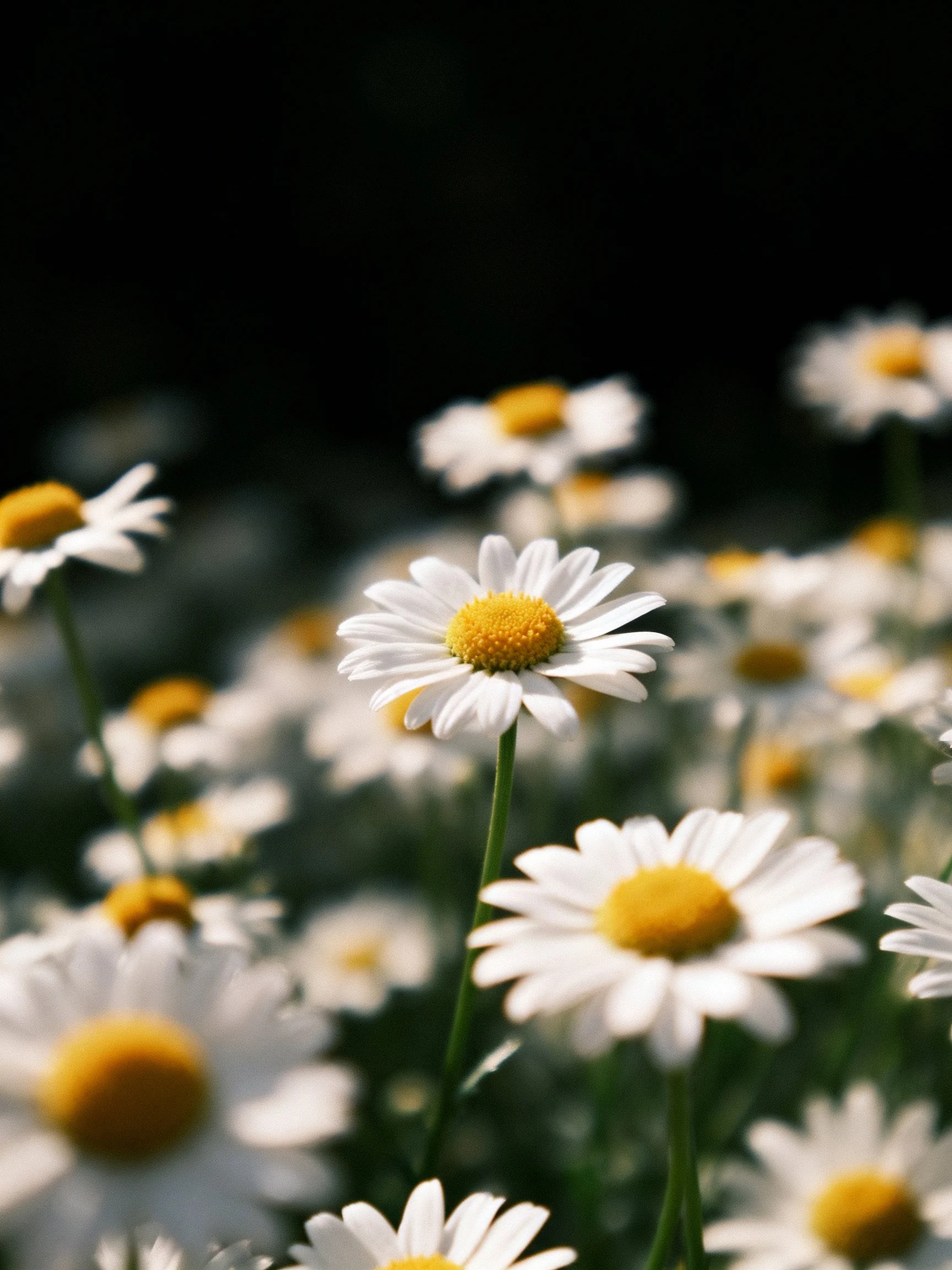A field of white daisies with bright yellow centers
