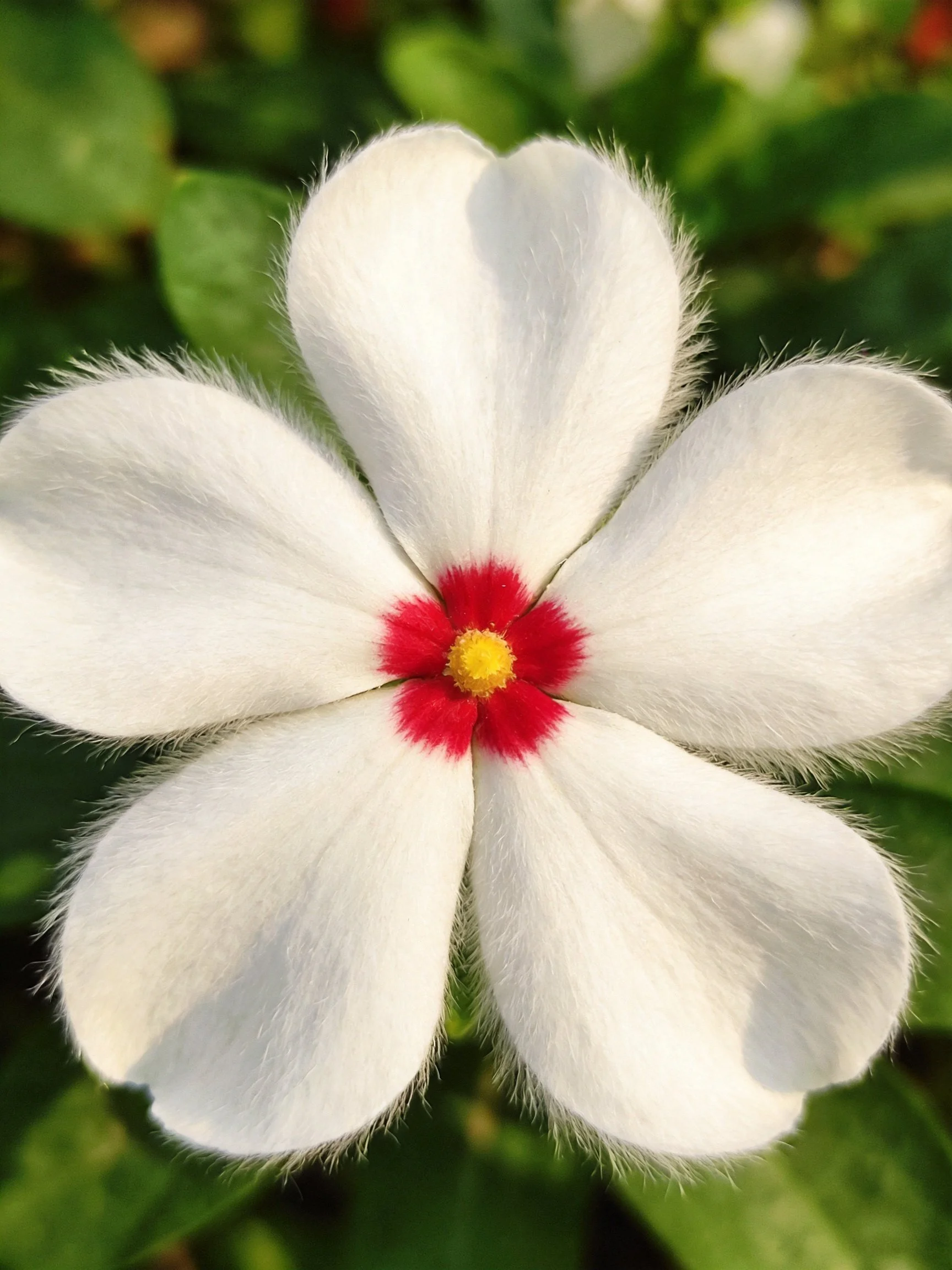 A five-petaled white flower with red and yellow center