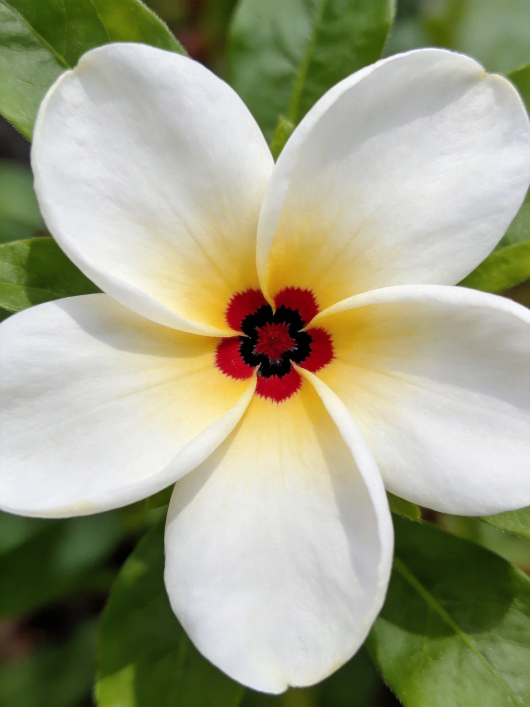 A five - petaled white flower with yellow and red central details