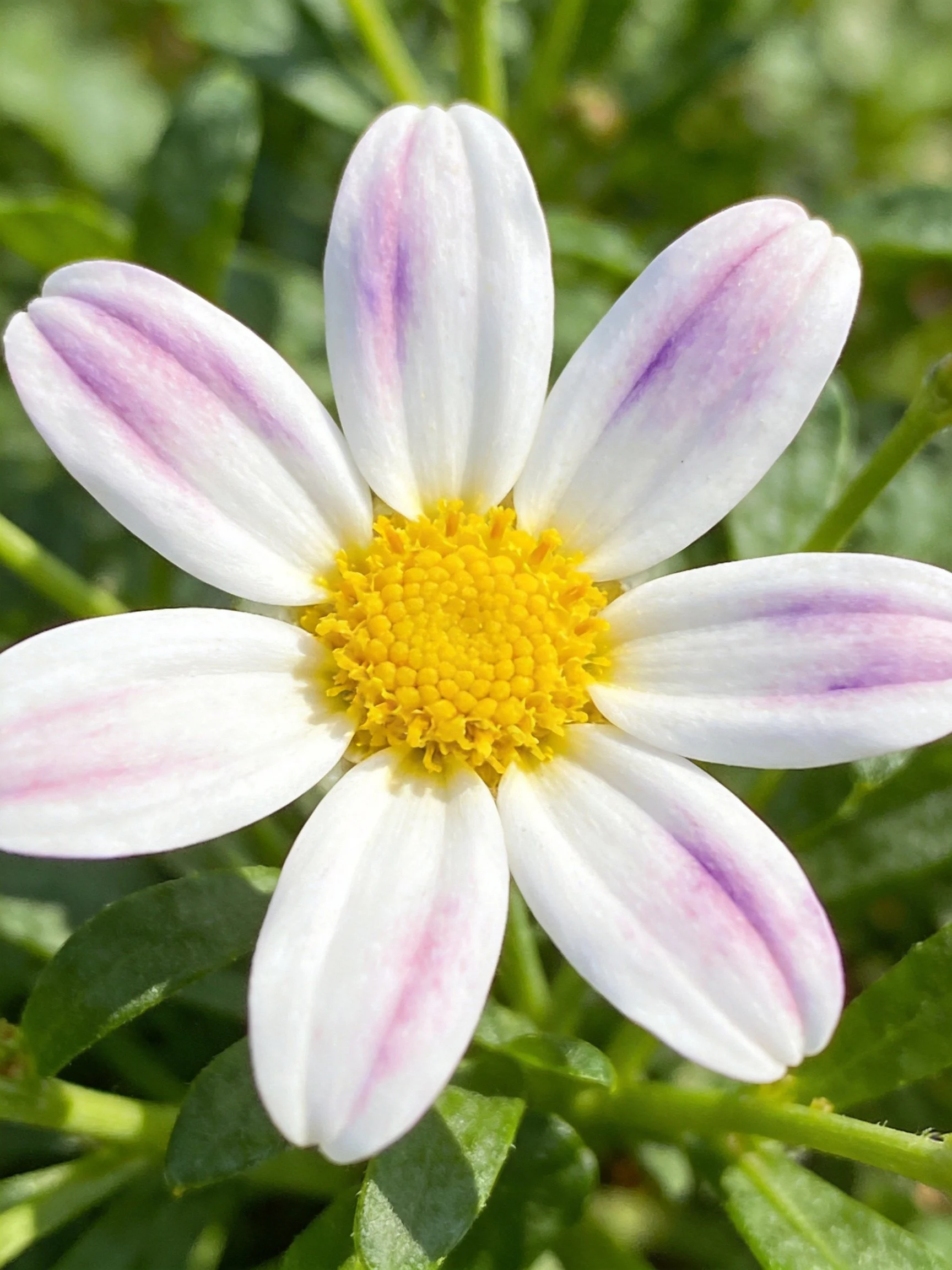 A flower with white petals and purple streaks, golden center