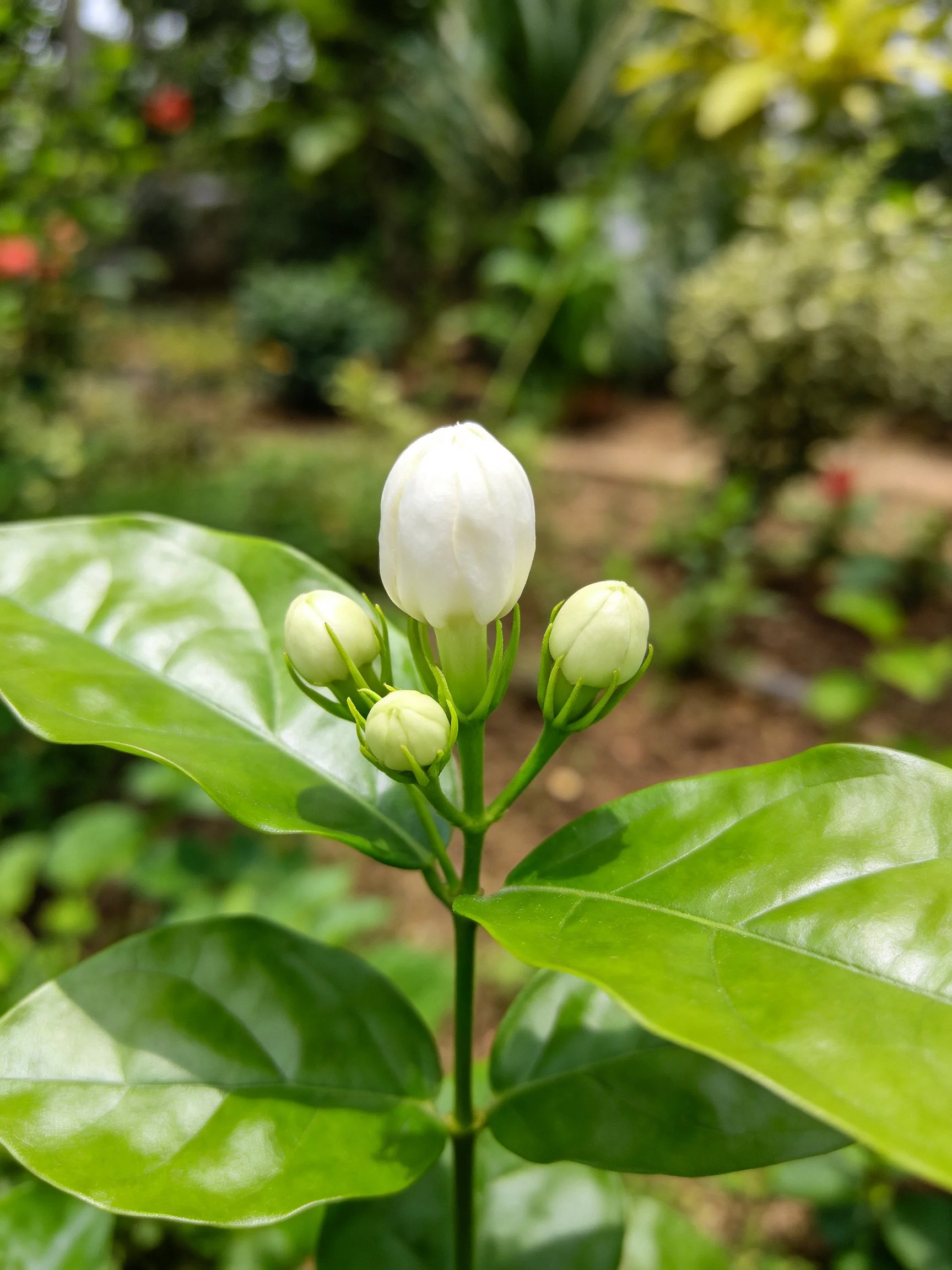 A flowering plant with white bloom and green buds, glossy leaves in a garden
