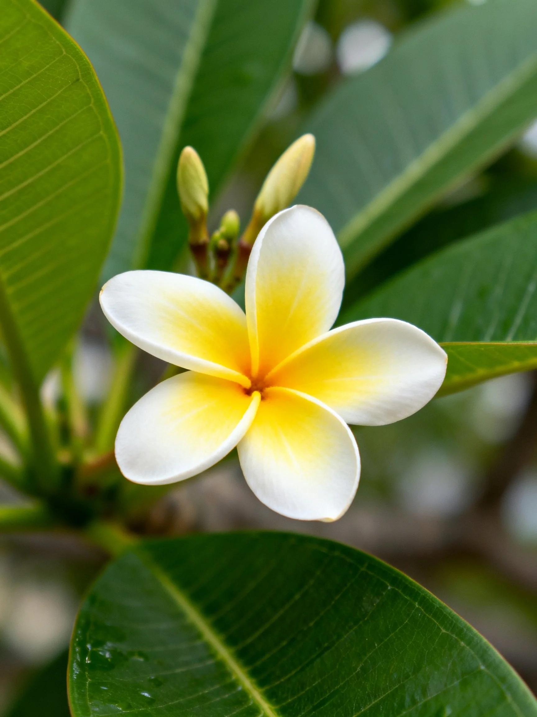 A frangipani flower with white and yellow petals among large green leaves