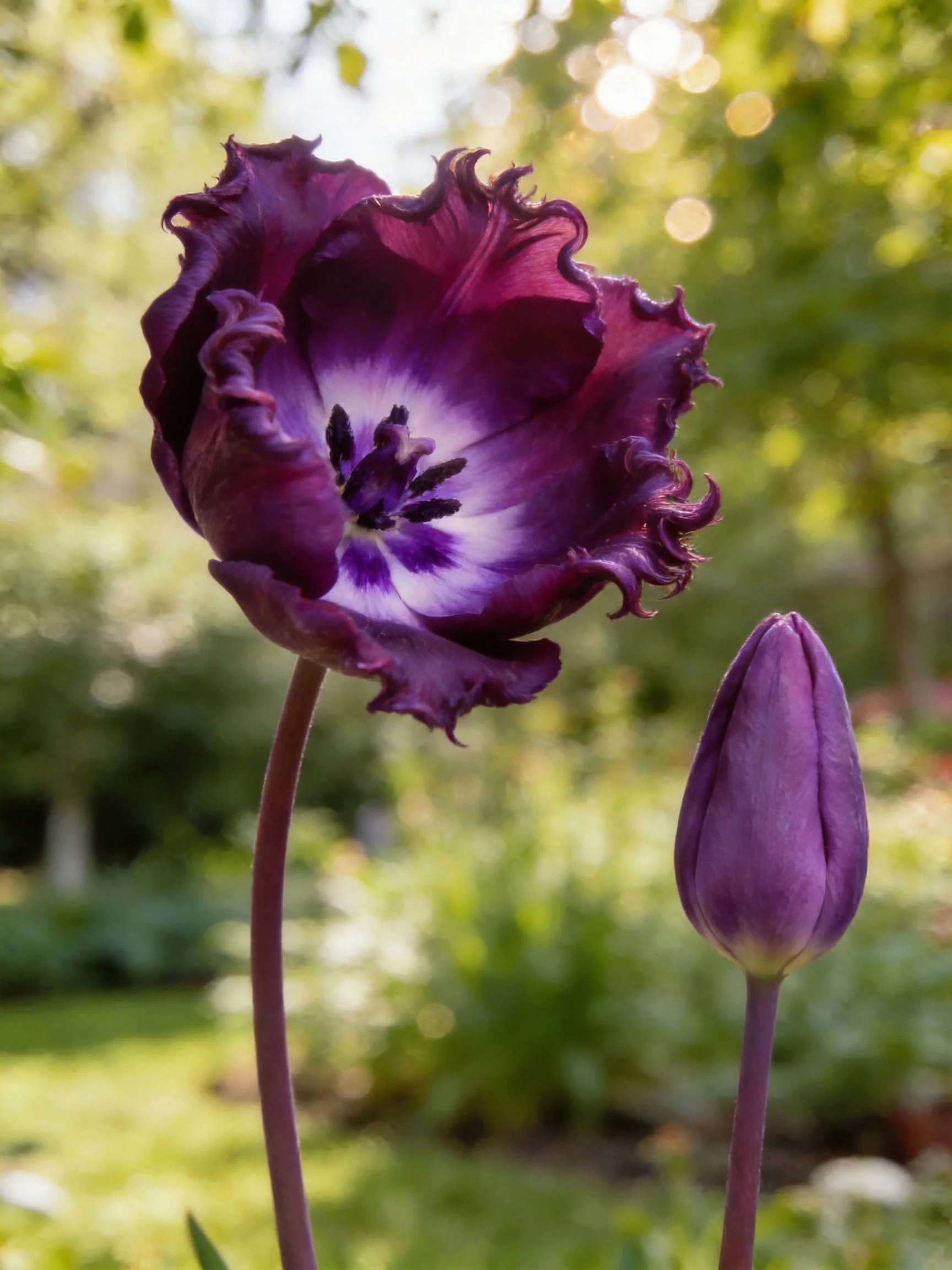A fully bloomed dark purple tulip and a closed bud in a sunlit garden