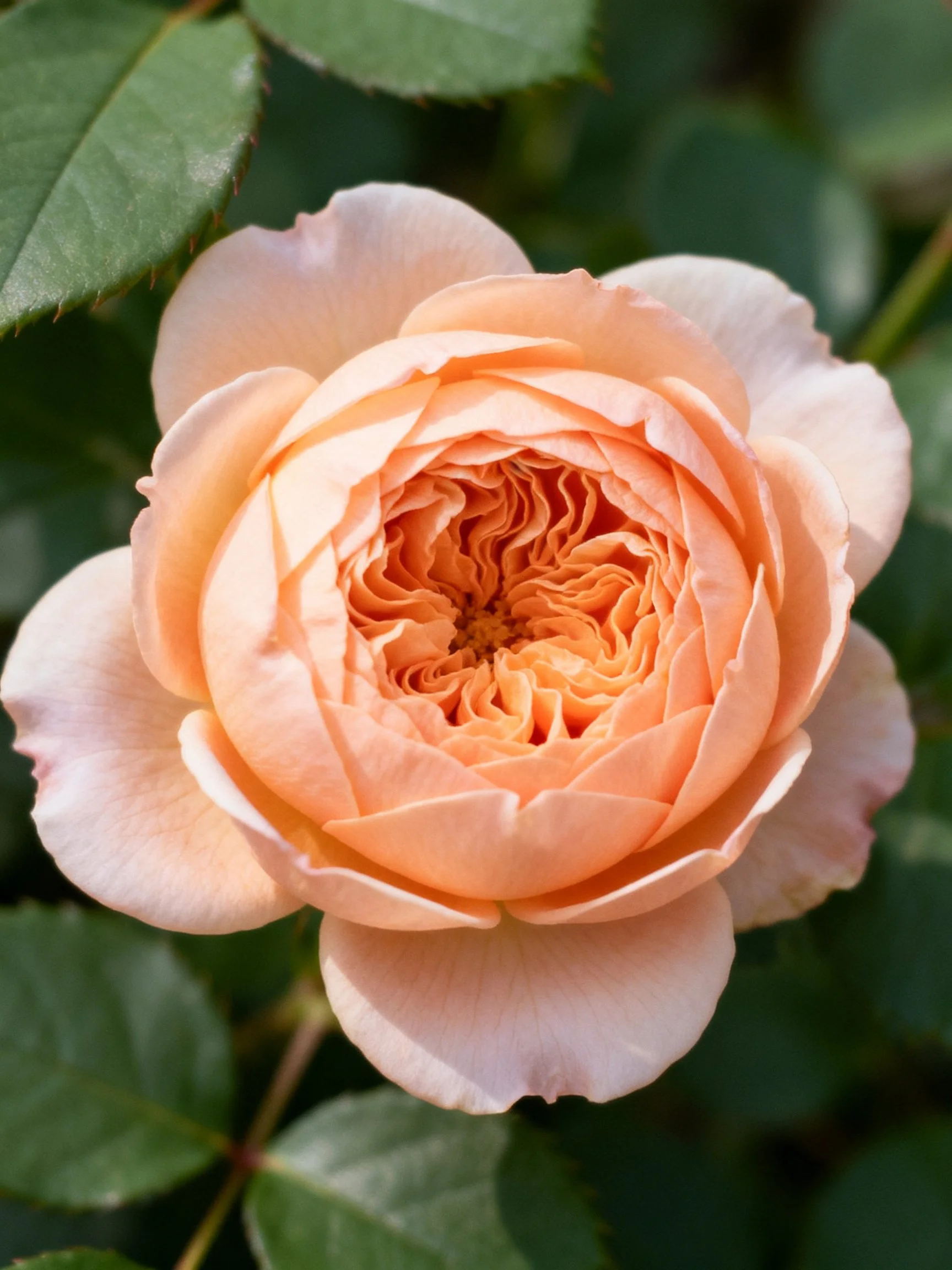 A fully bloomed peach rose surrounded by lush green leaves