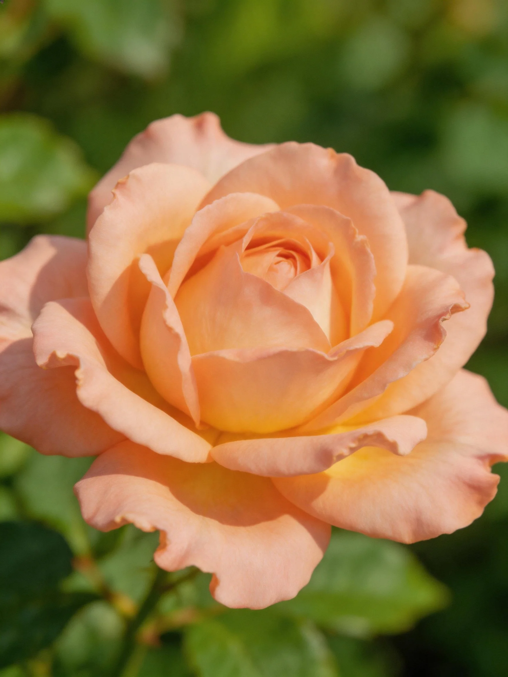 A fully bloomed peach rose with layered petals and green backdrop
