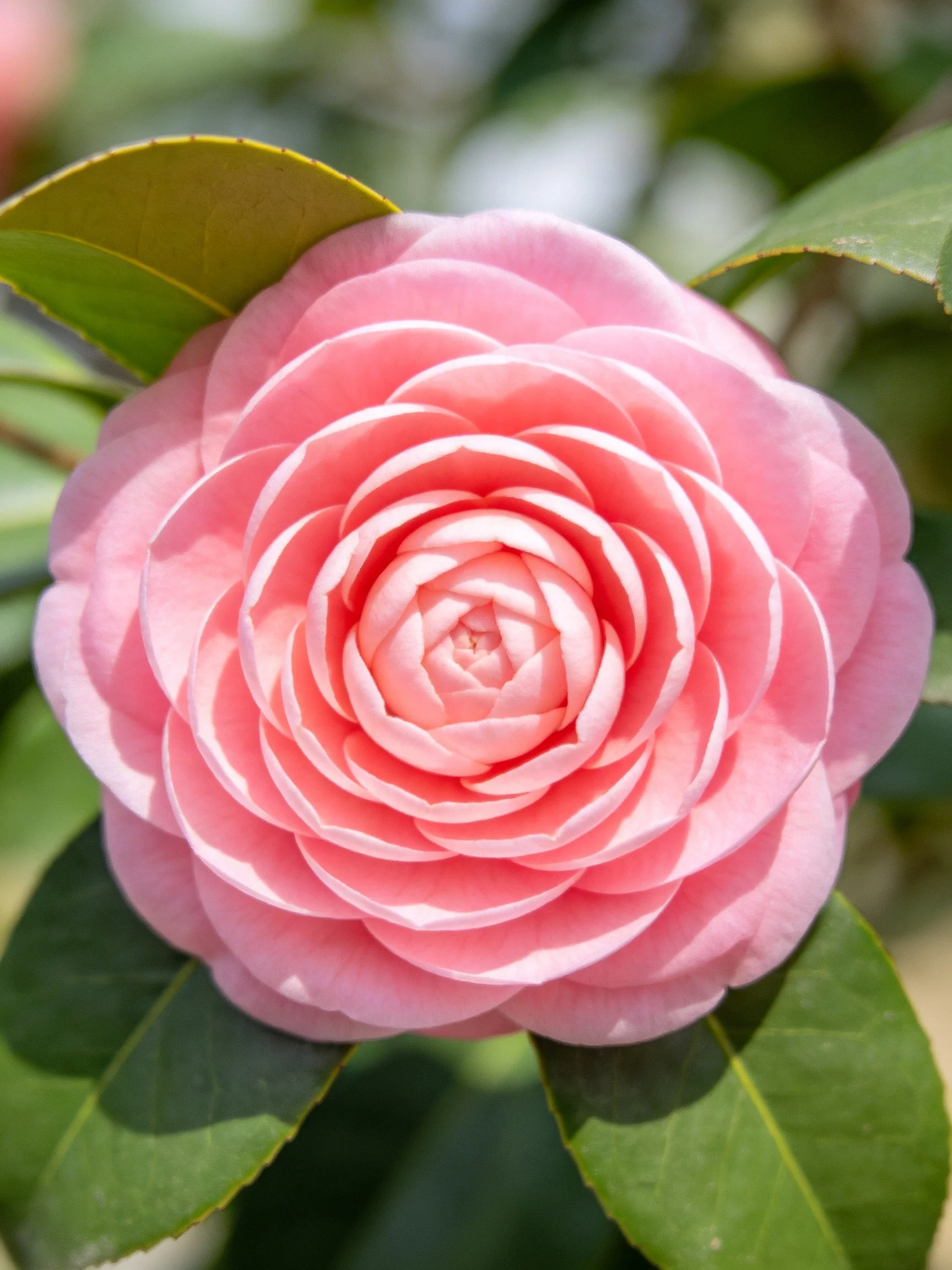 A fully bloomed pink camellia with lush green foliage