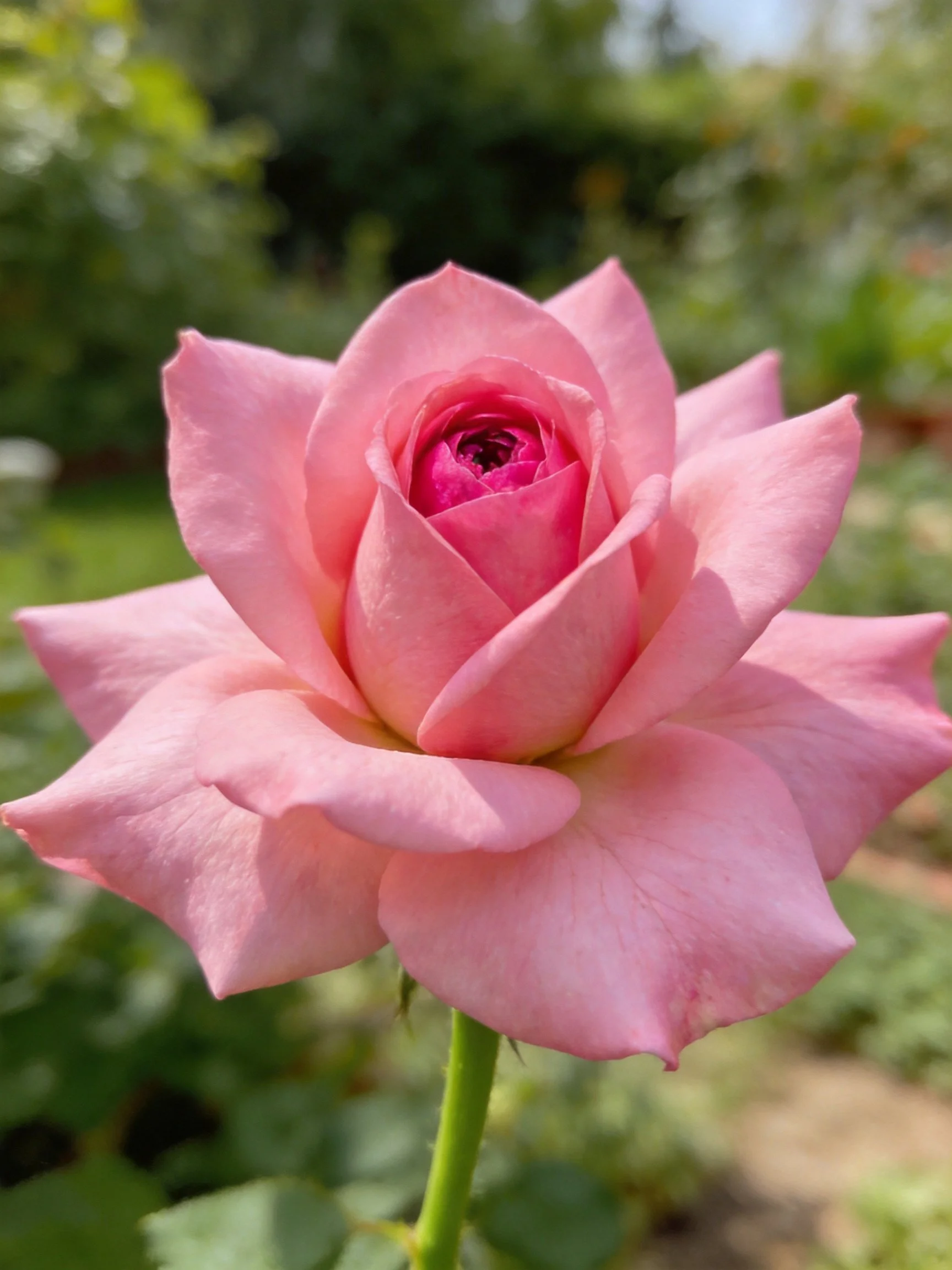 A fully bloomed pink rose with layered petals