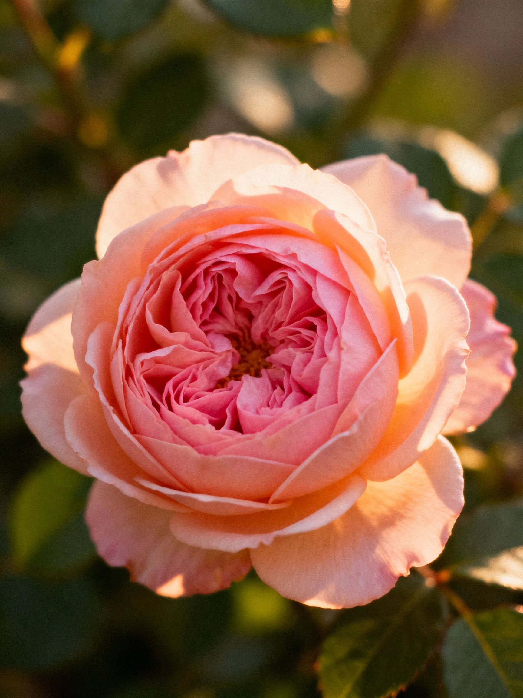 A fully bloomed pink rose with layered petals and warm sunlight