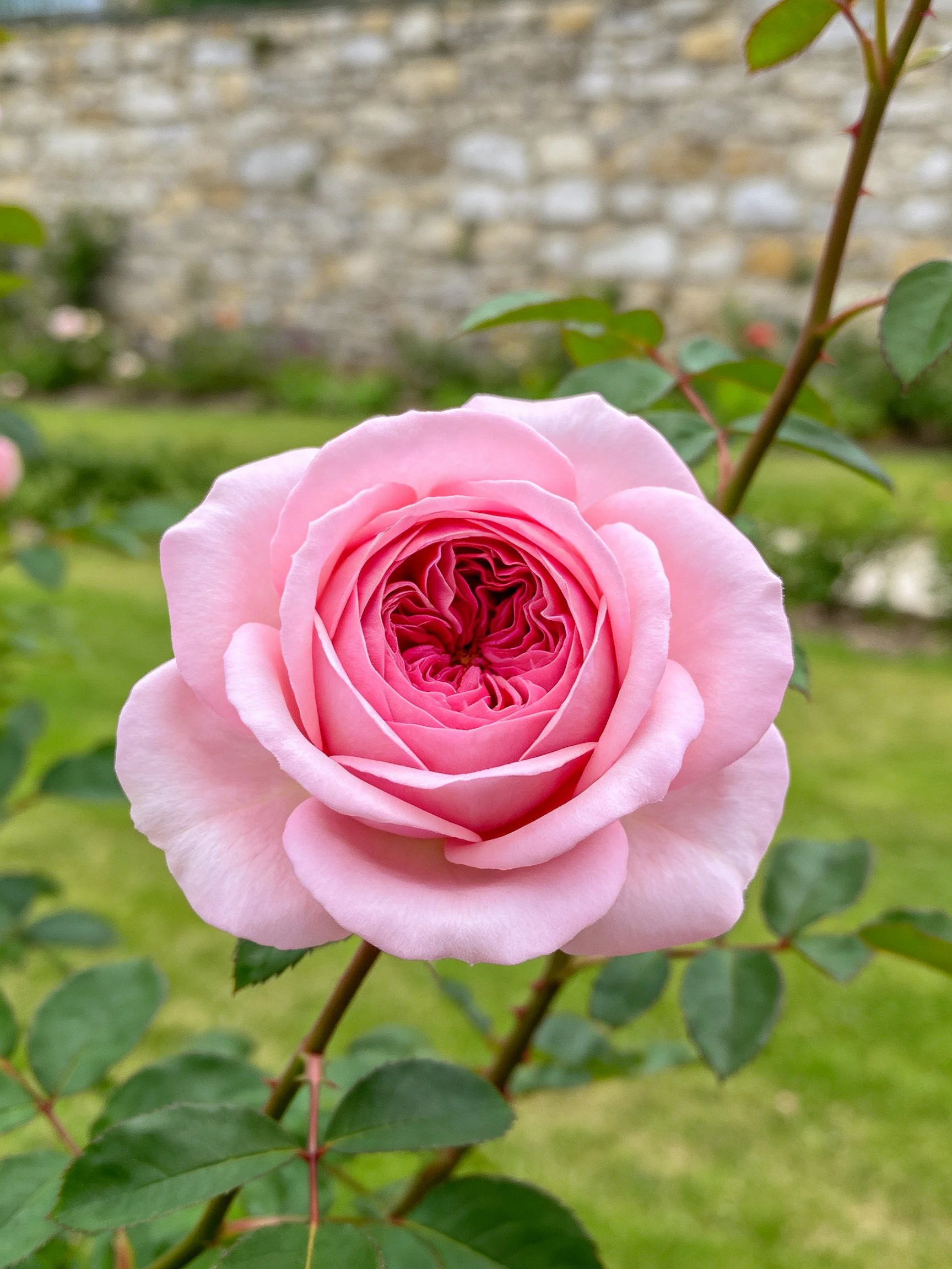 A fully bloomed pink rose with layered petals in a garden