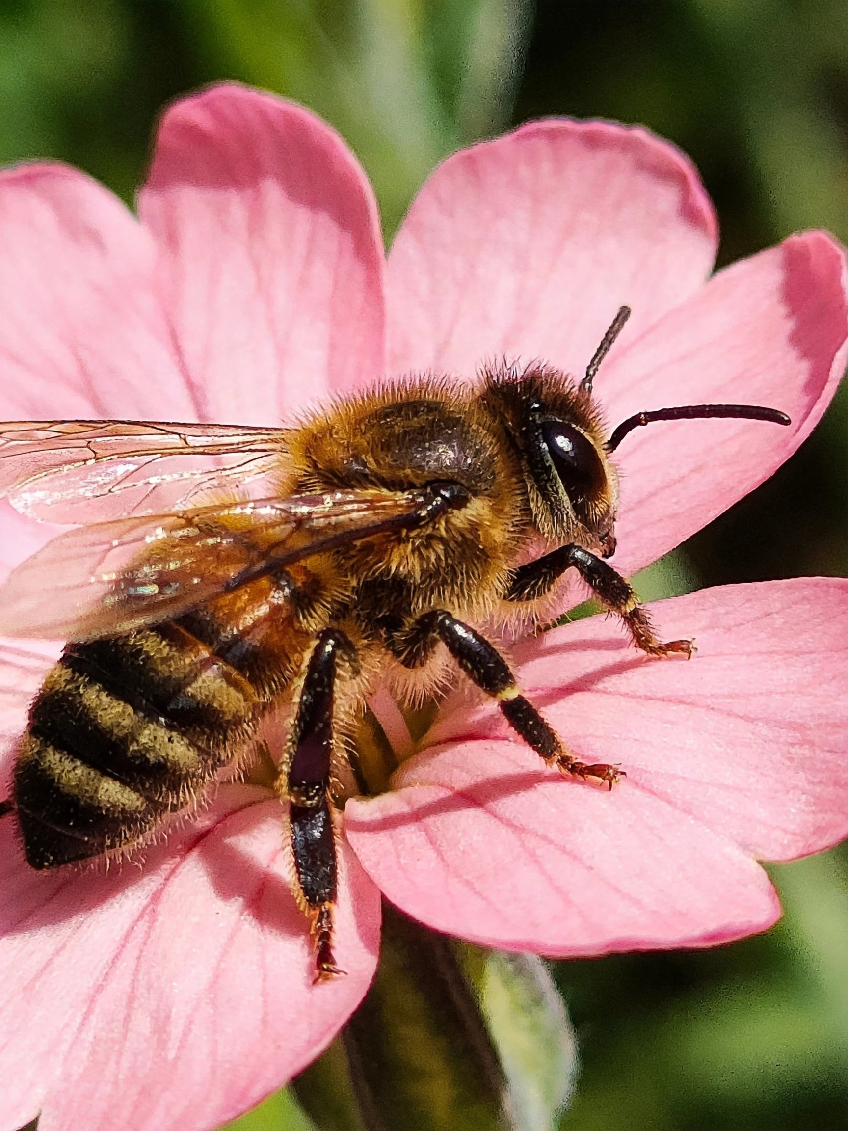 A fuzzy honeybee rests on a vibrant pink flower