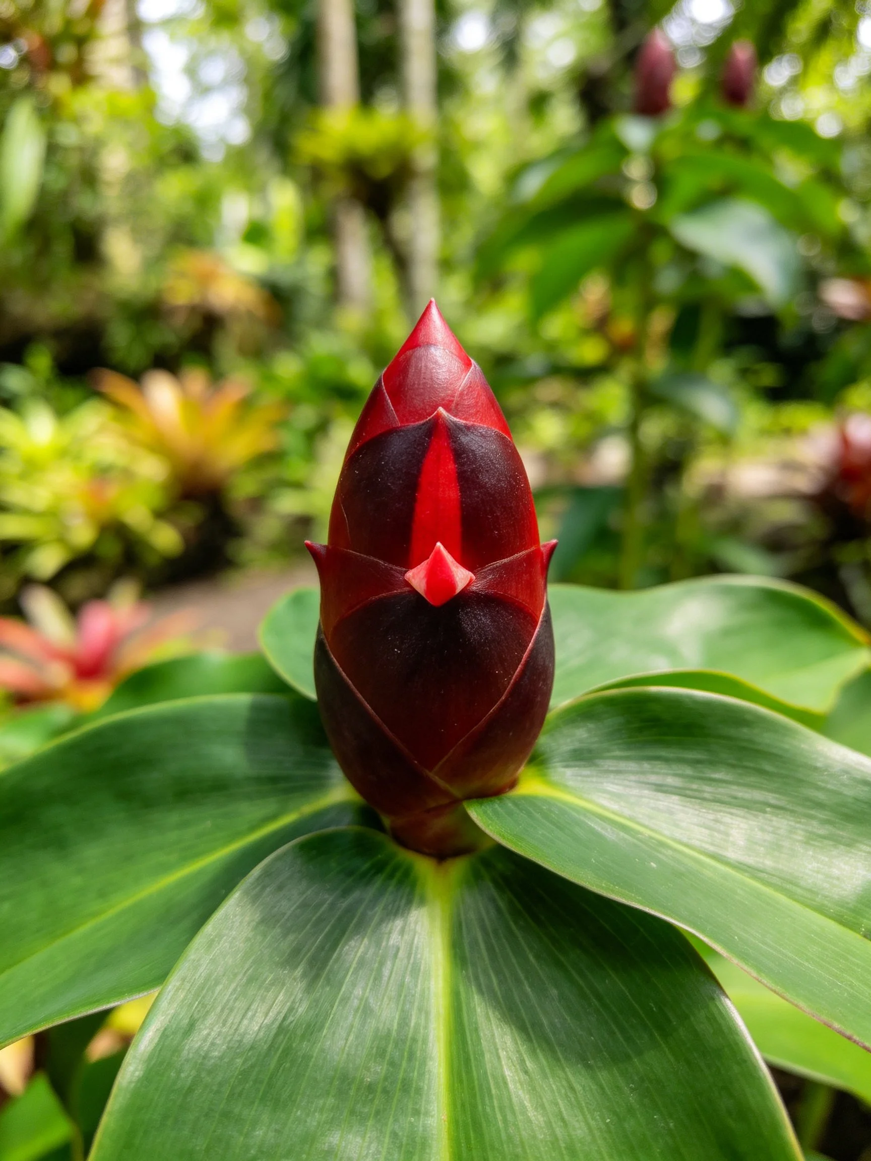 A glossy red and dark flower bud with broad green leaves