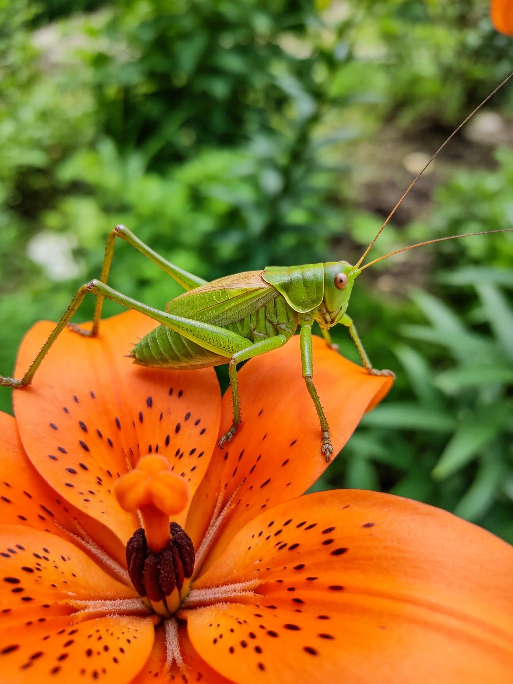 A green grasshopper perches on a vibrant orange lily
