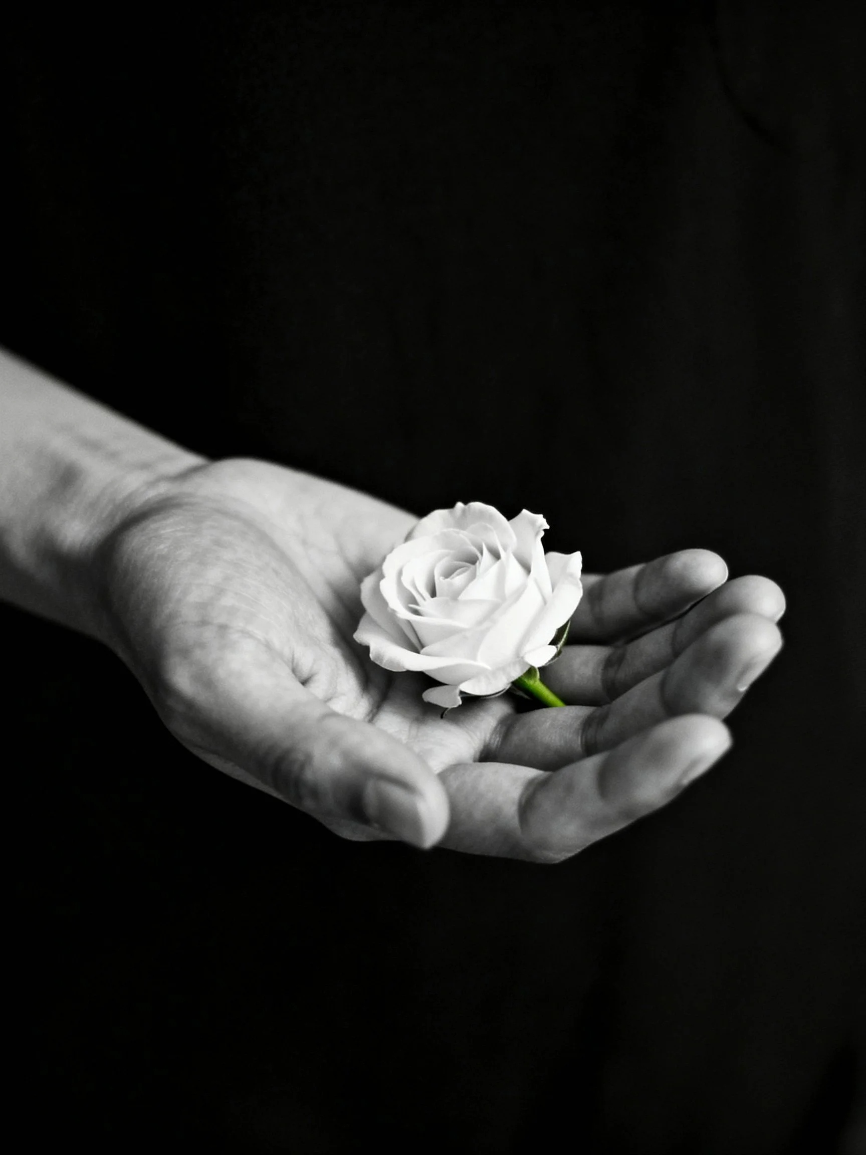 A hand cradling a single white rose against a dark backdrop