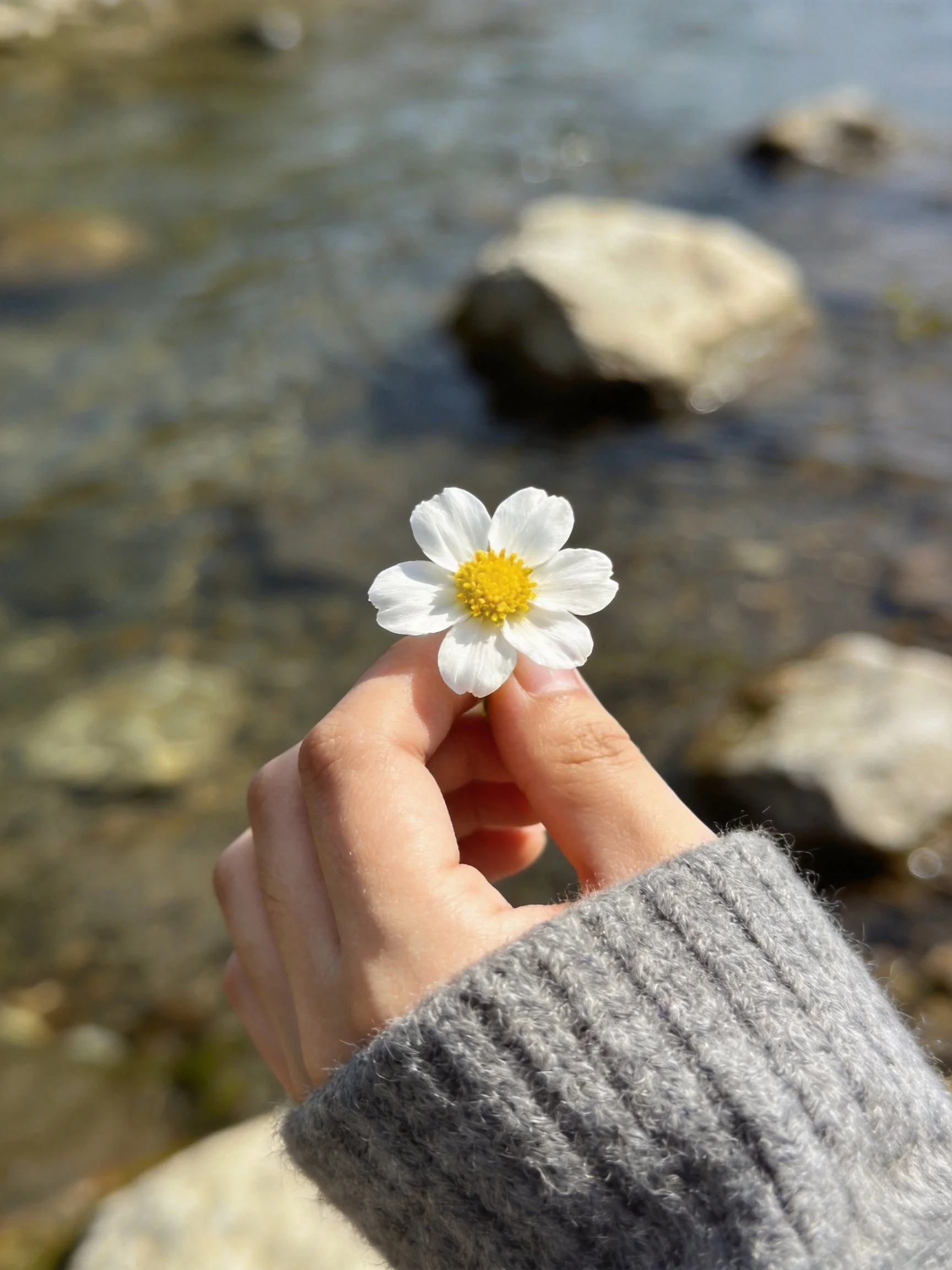 A hand holds a delicate white flower with a yellow center by a rocky stream