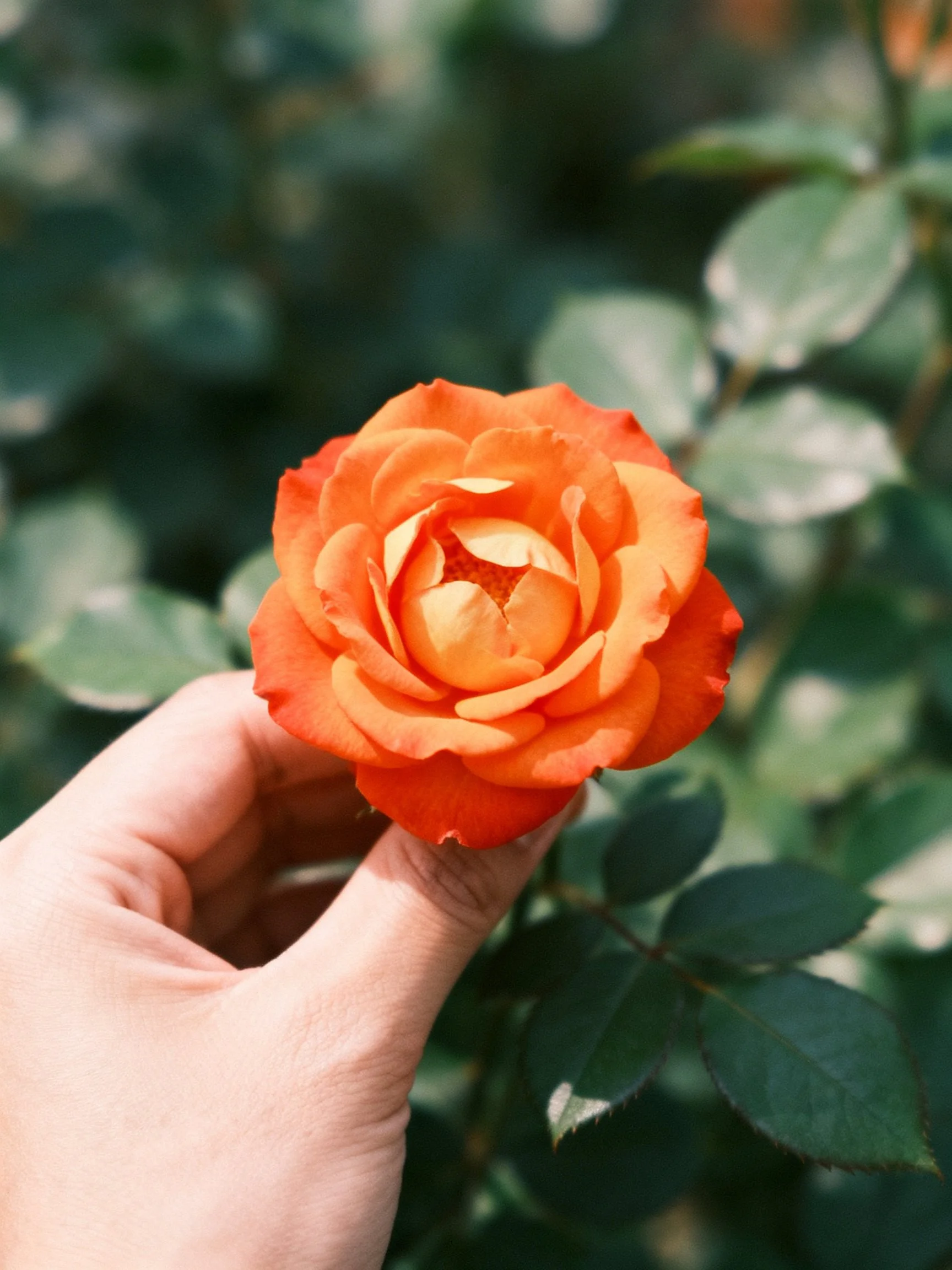 A hand holds a vibrant orange rose with greenery nearby