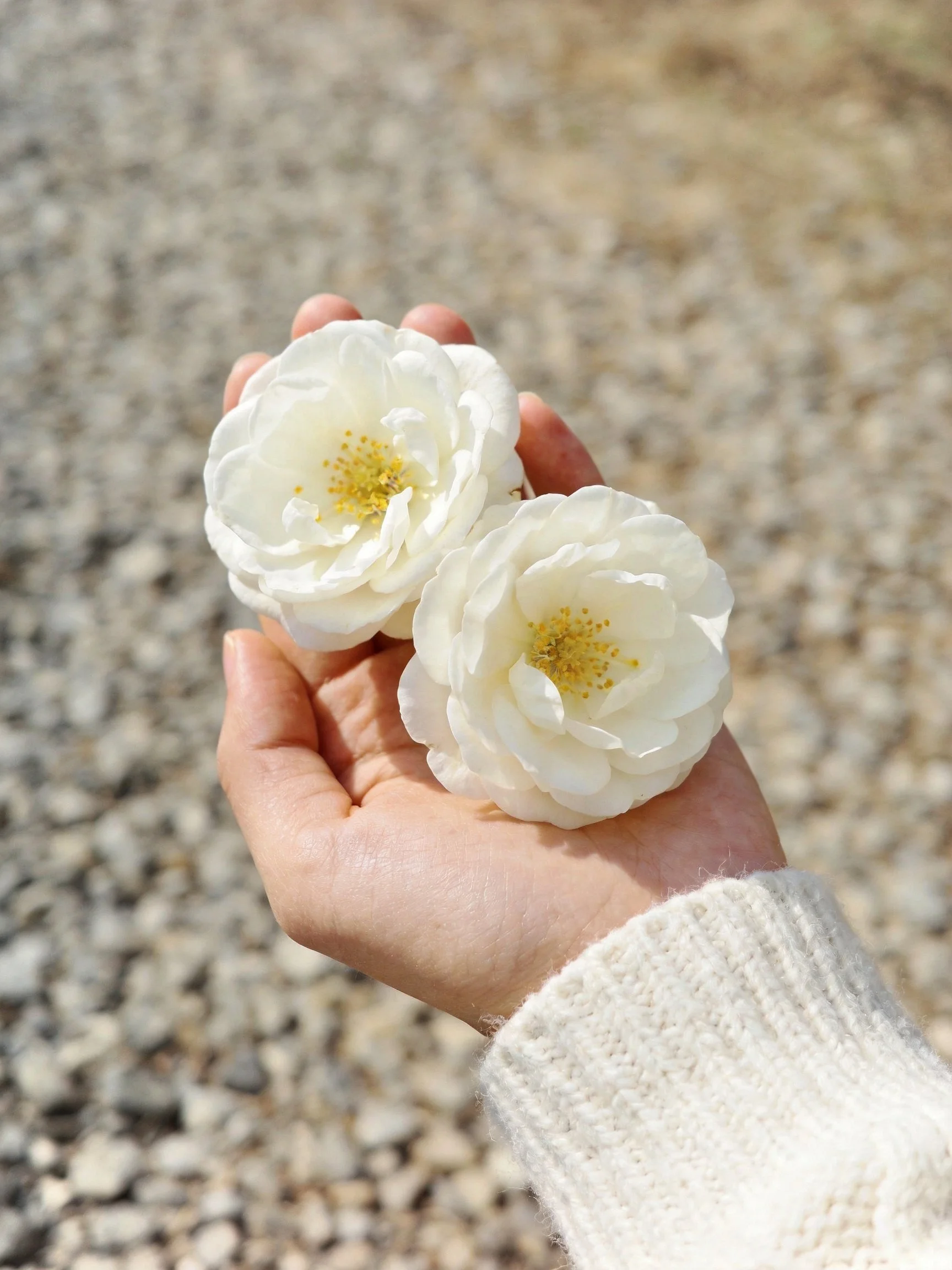 A hand holds two white flowers with yellow centers on gravel
