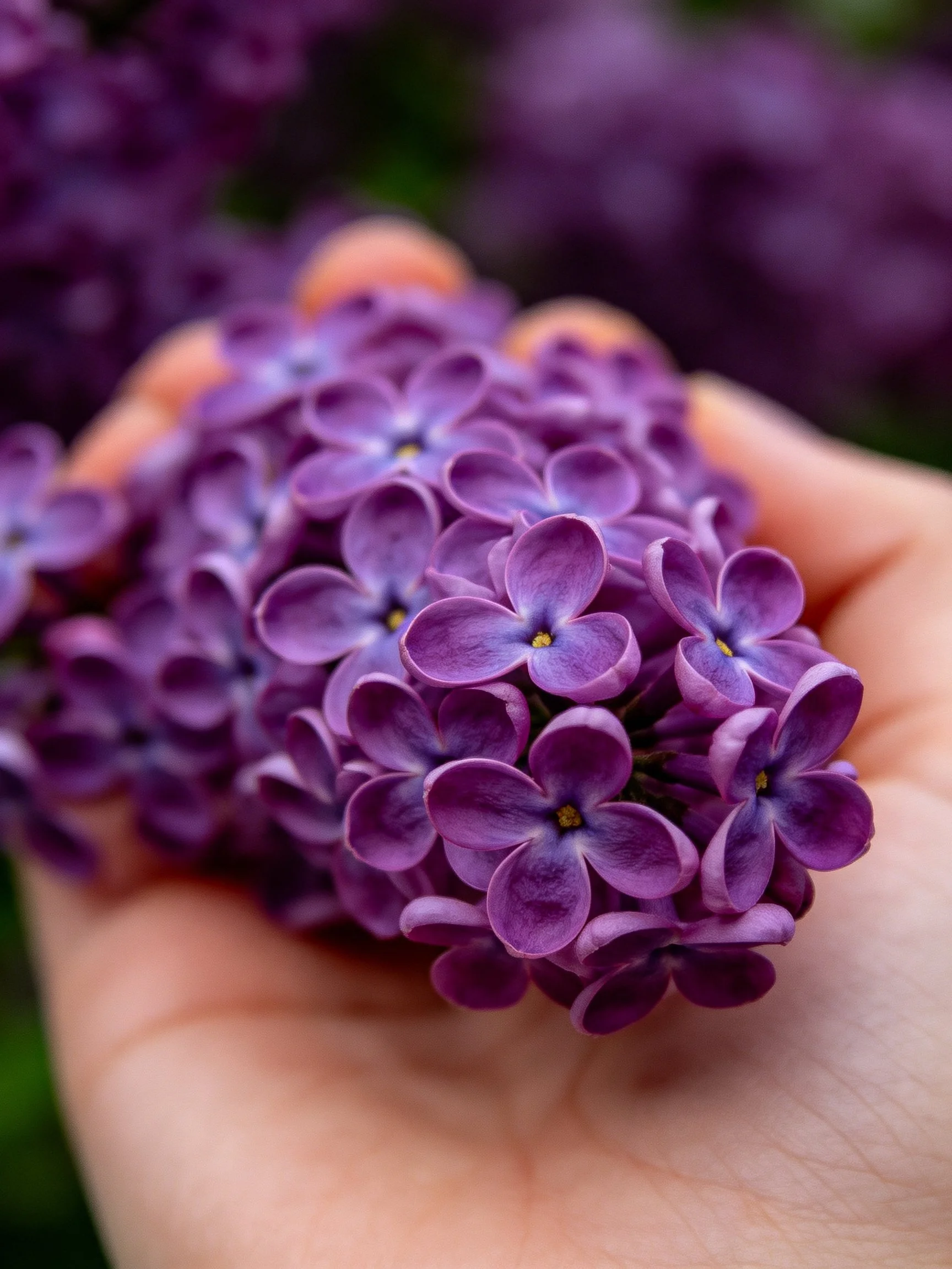 A hand holds vibrant purple lilac blooms closely