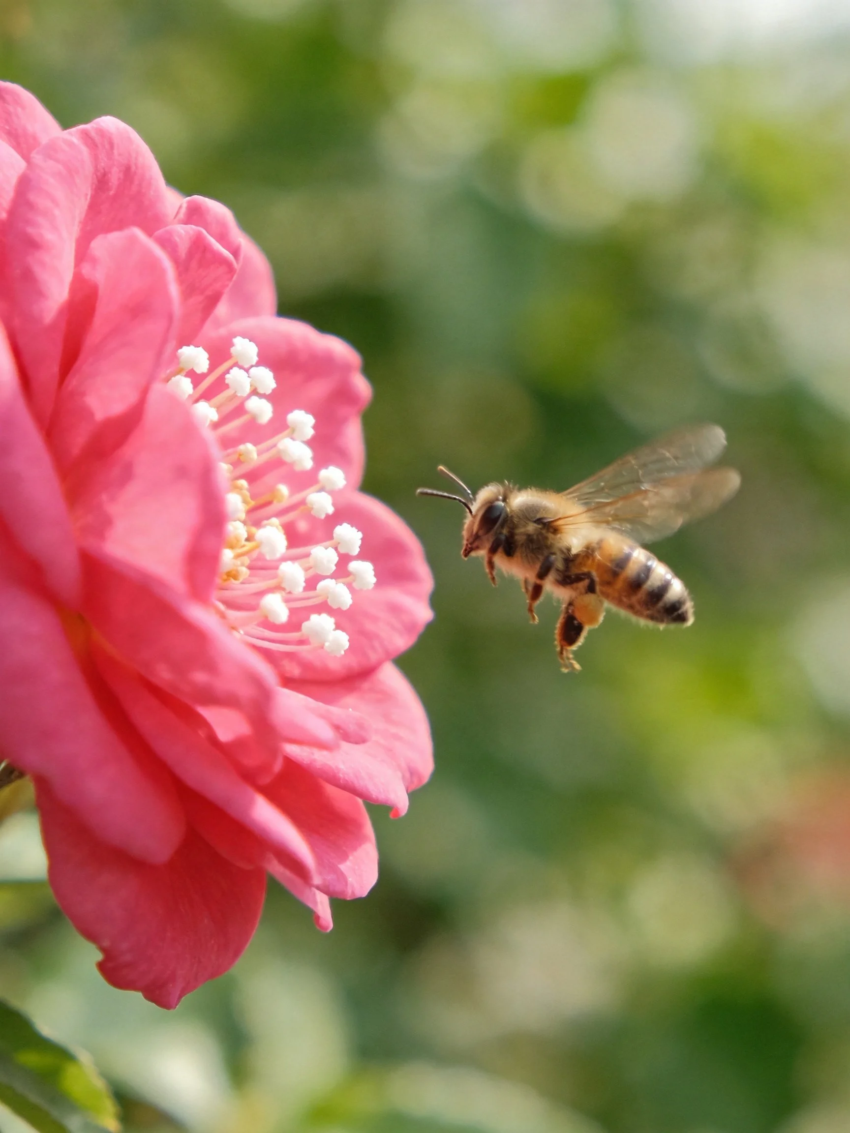 A honeybee approaching a vibrant pink camellia