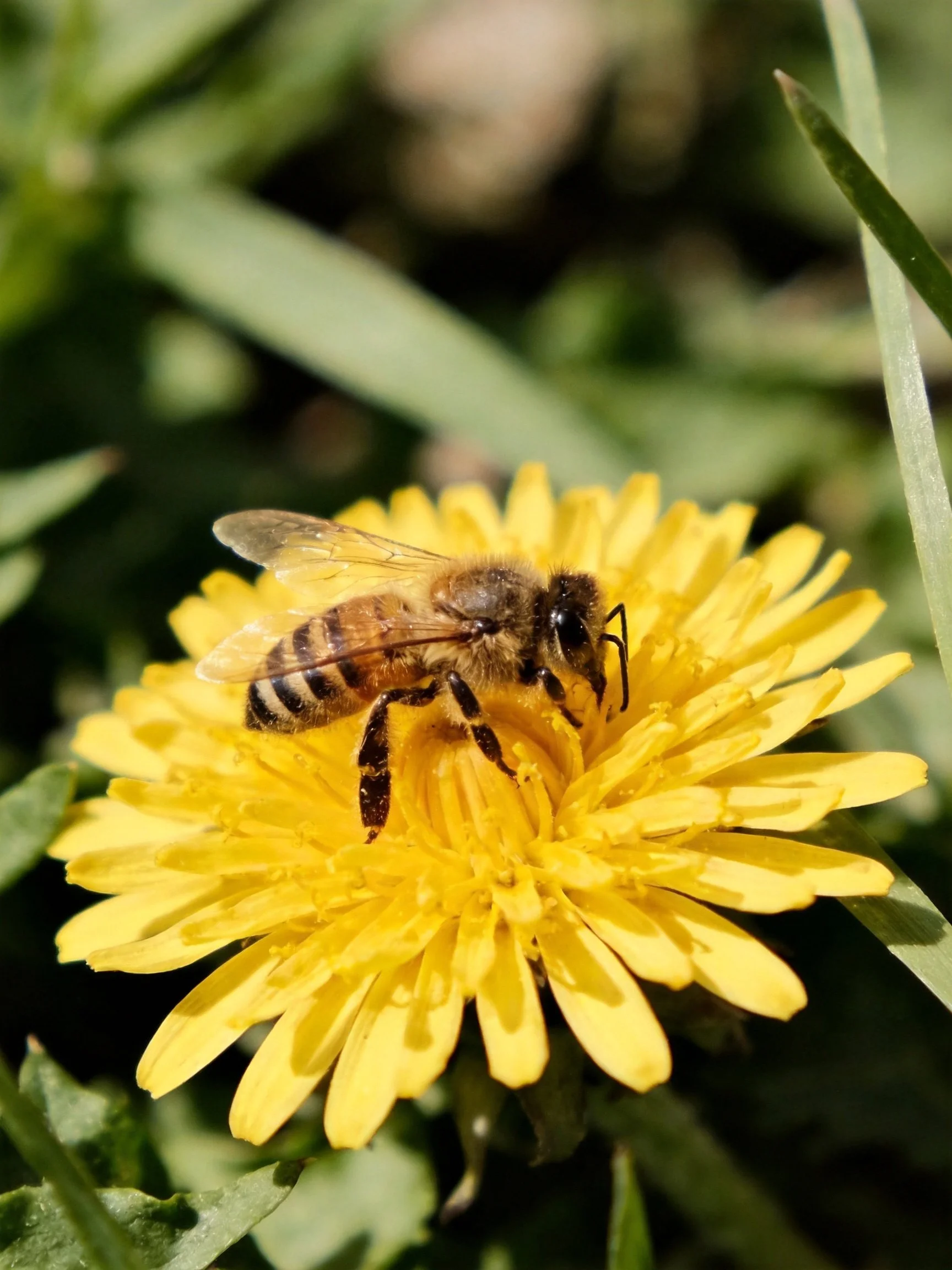 A honeybee collecting nectar from a bright yellow dandelion