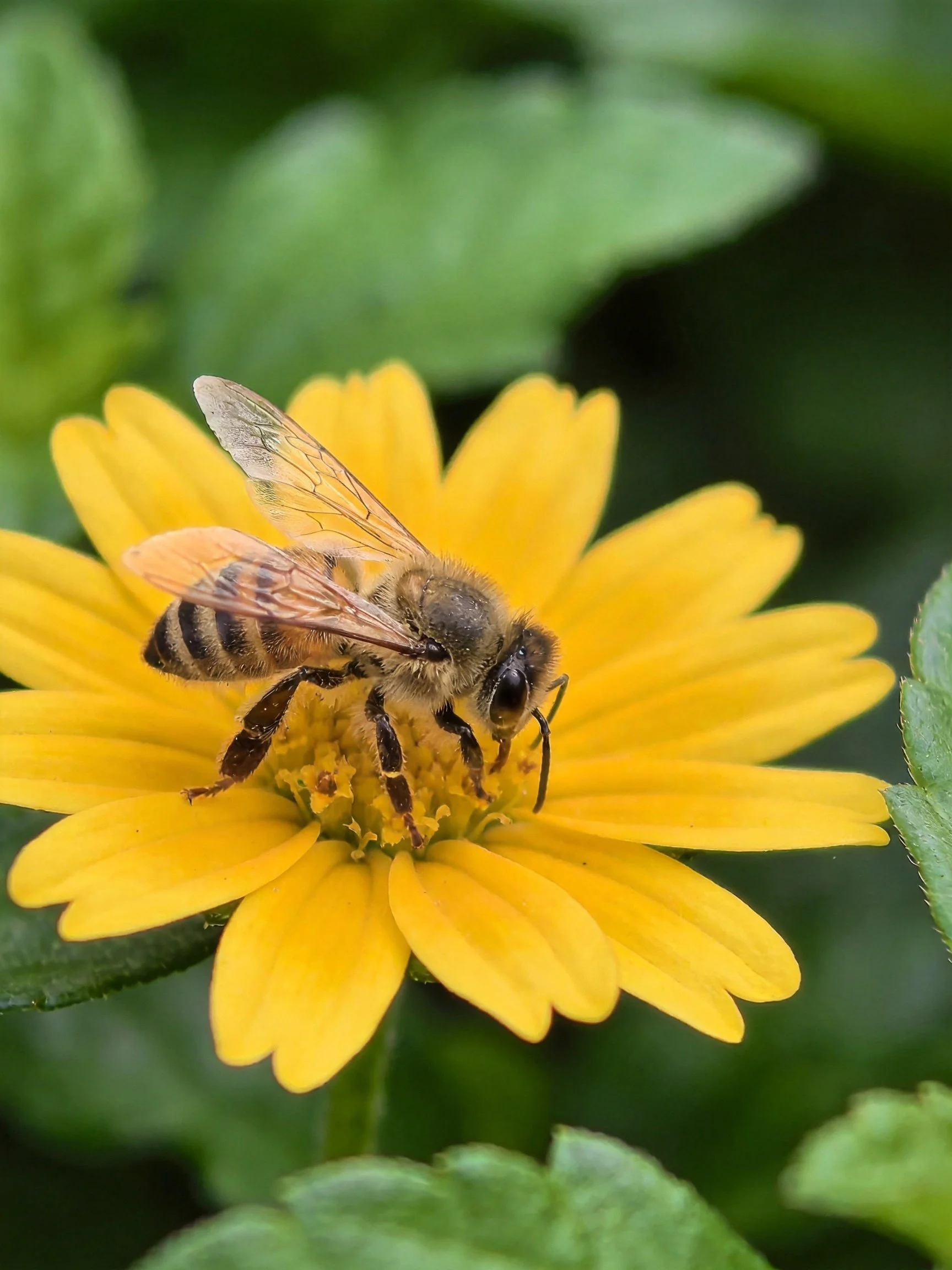 A honeybee collecting nectar from a bright yellow flower