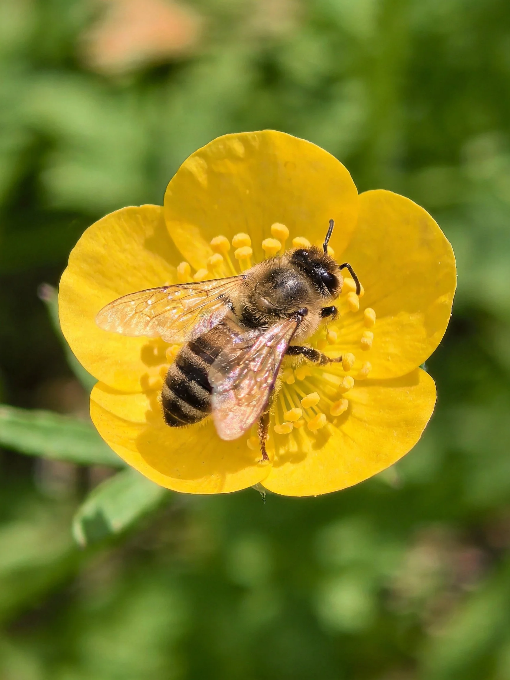 A honeybee collecting nectar from a bright yellow flower