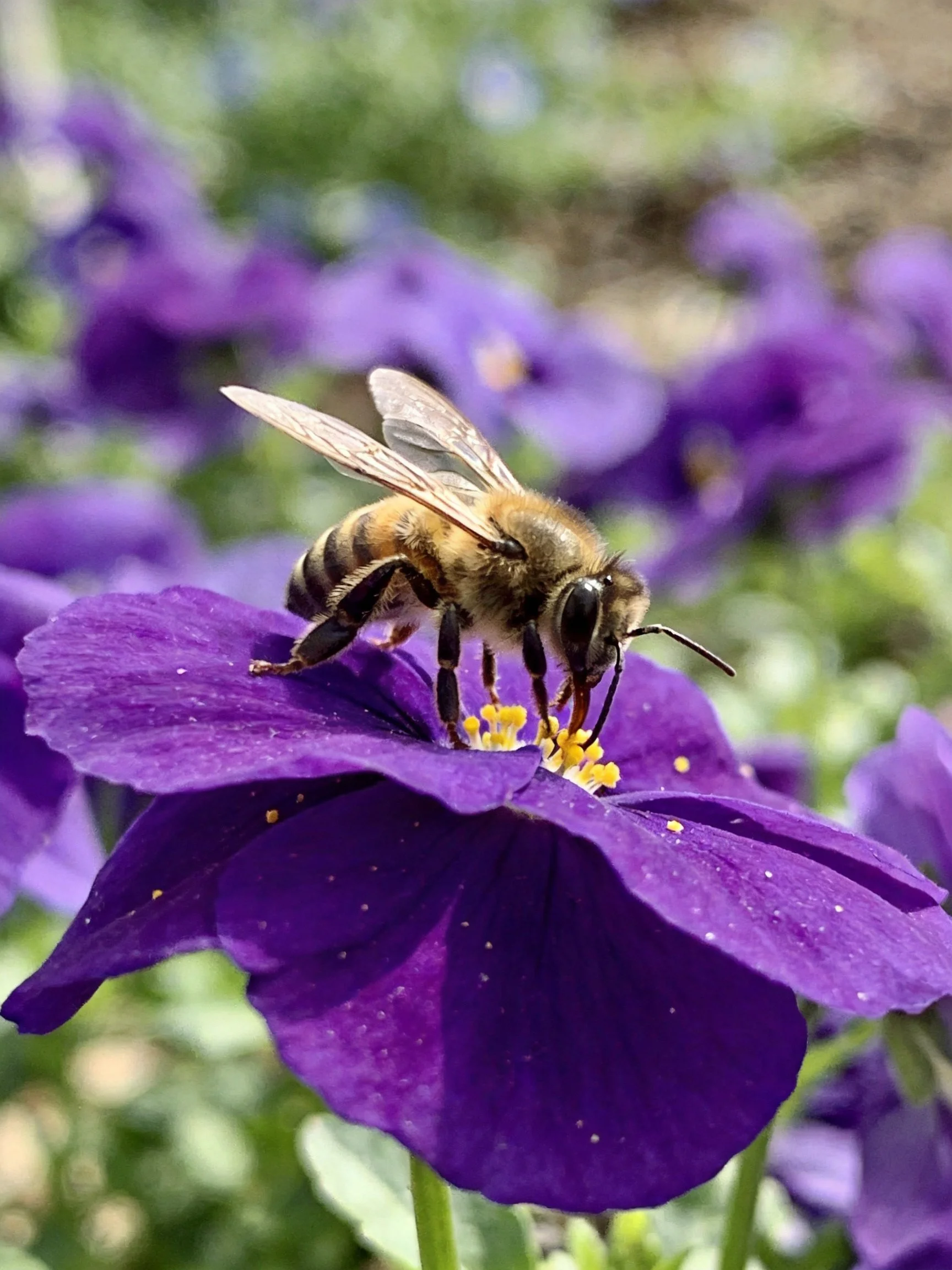 A honeybee collecting nectar from a large purple flower