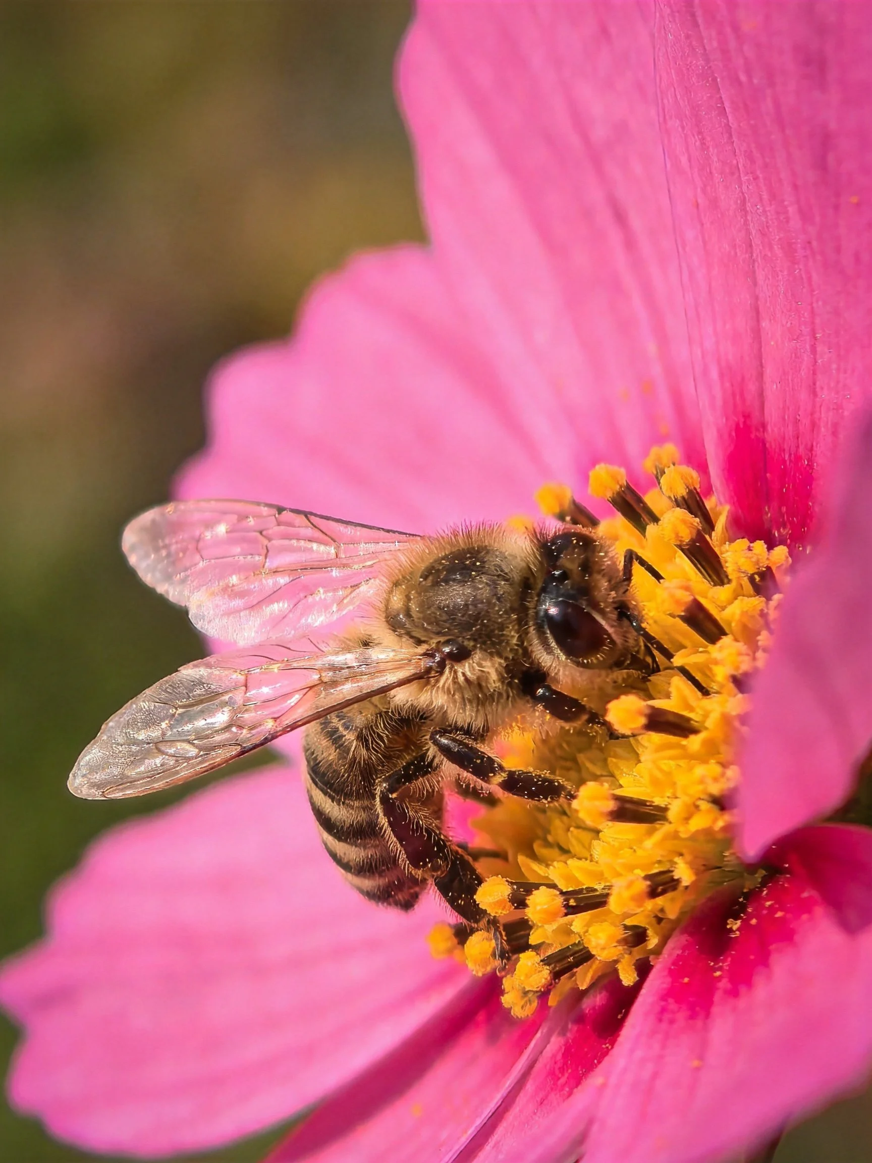 A honeybee collecting nectar from a vibrant pink flower