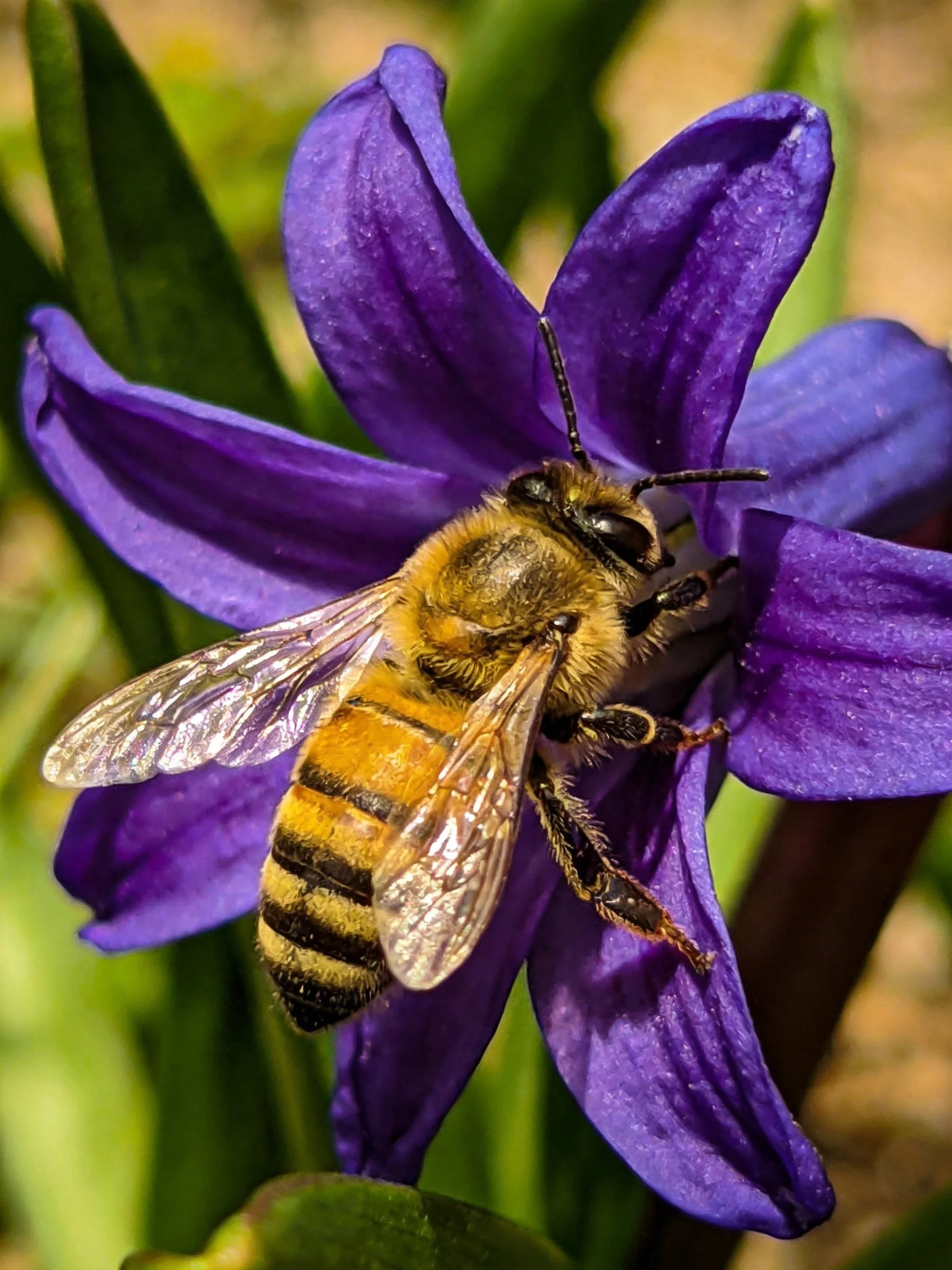 A honeybee collecting nectar from a vibrant purple flower