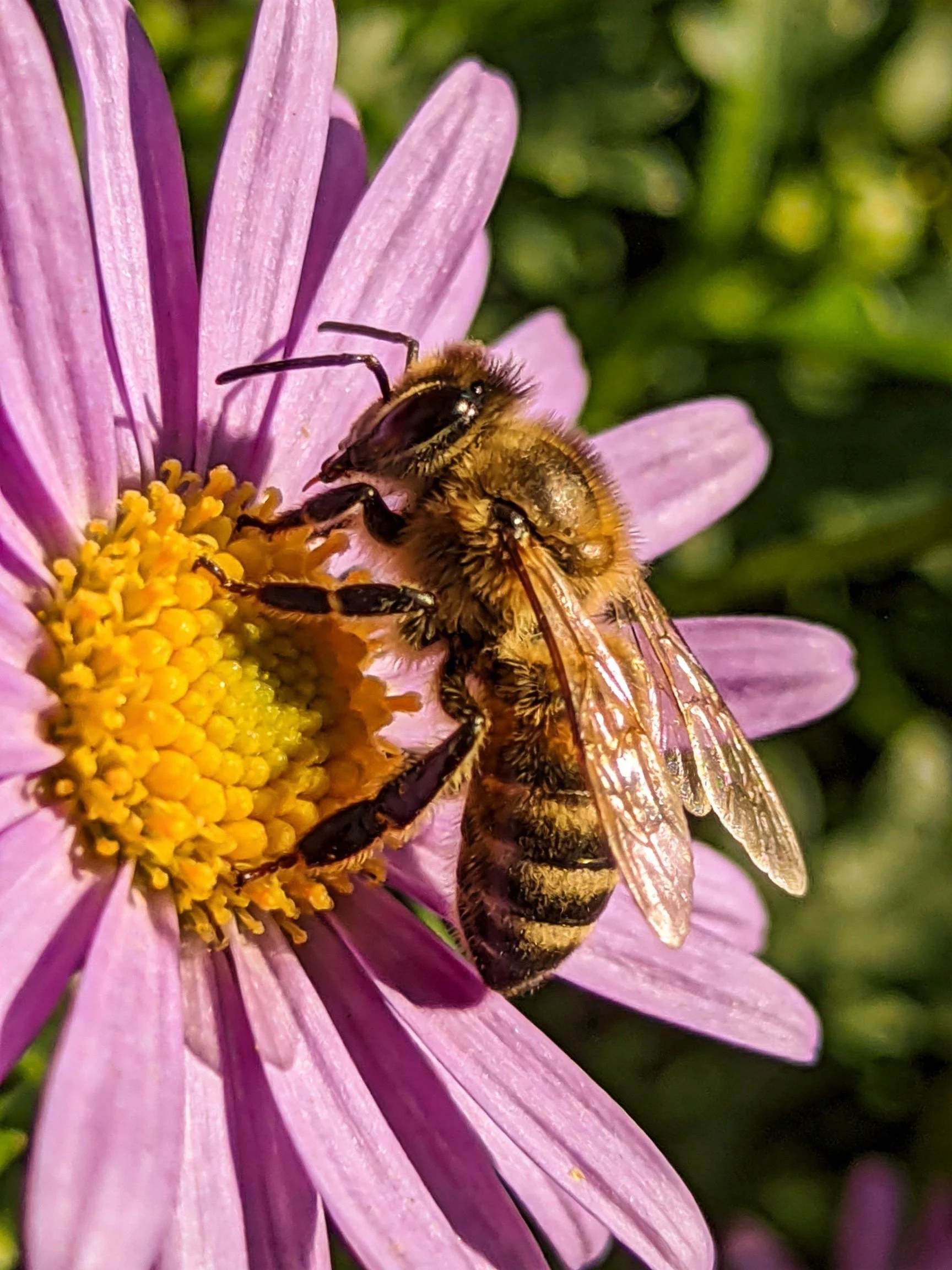 A honeybee collecting nectar from a vibrant purple flower