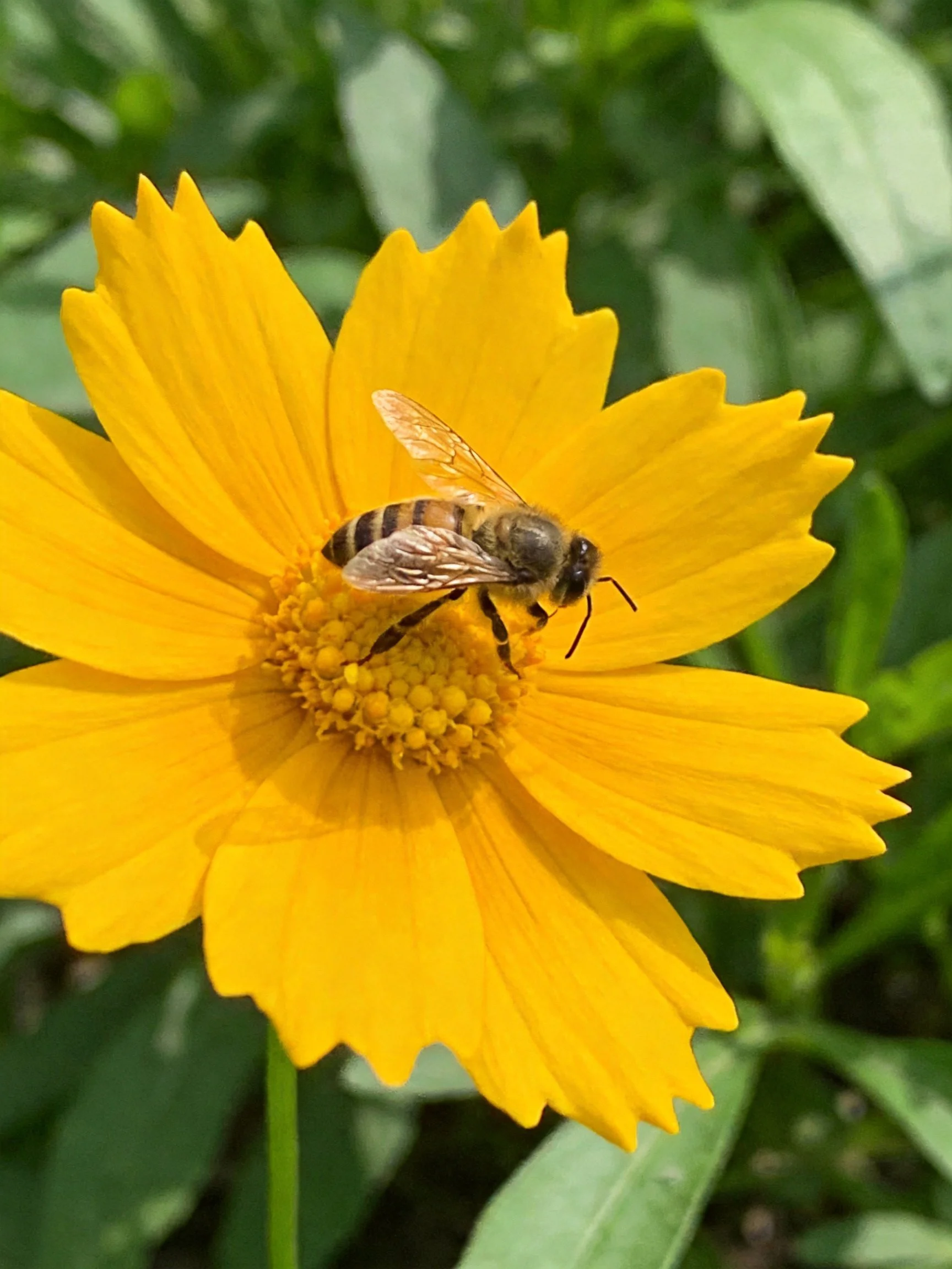 A honeybee collecting nectar from a vibrant yellow flower