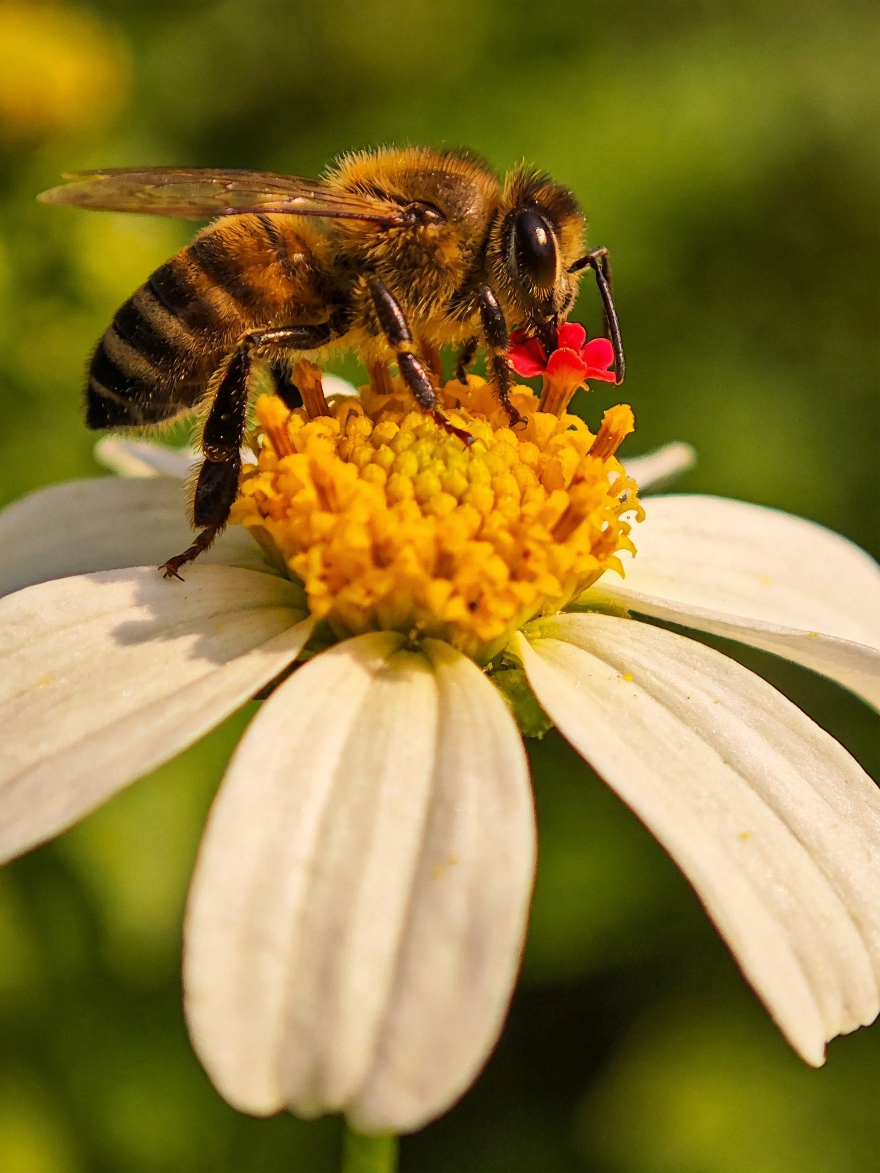 A honeybee collecting nectar from a white daisy