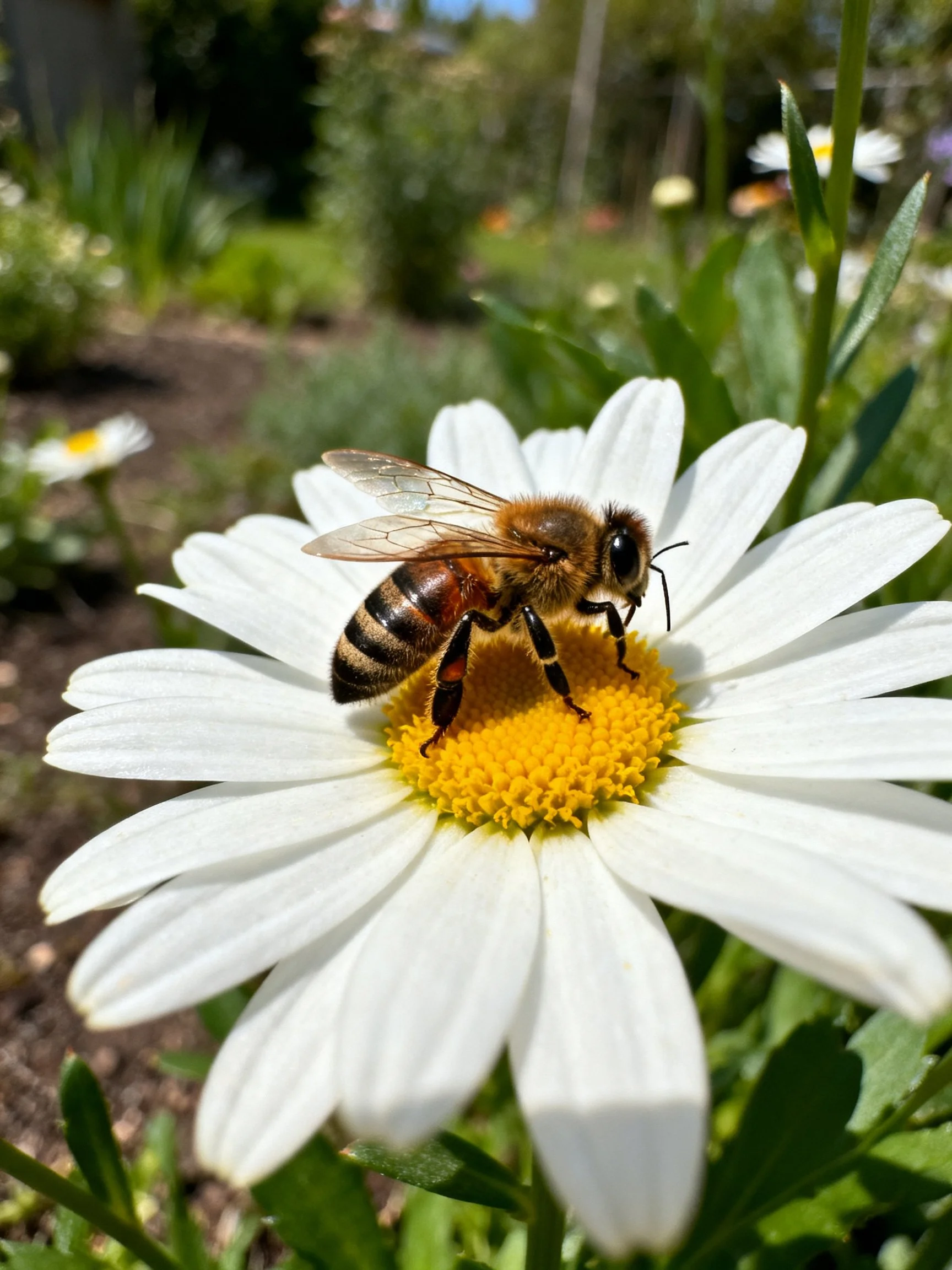 A honeybee collecting nectar from a white daisy in a sunny garden