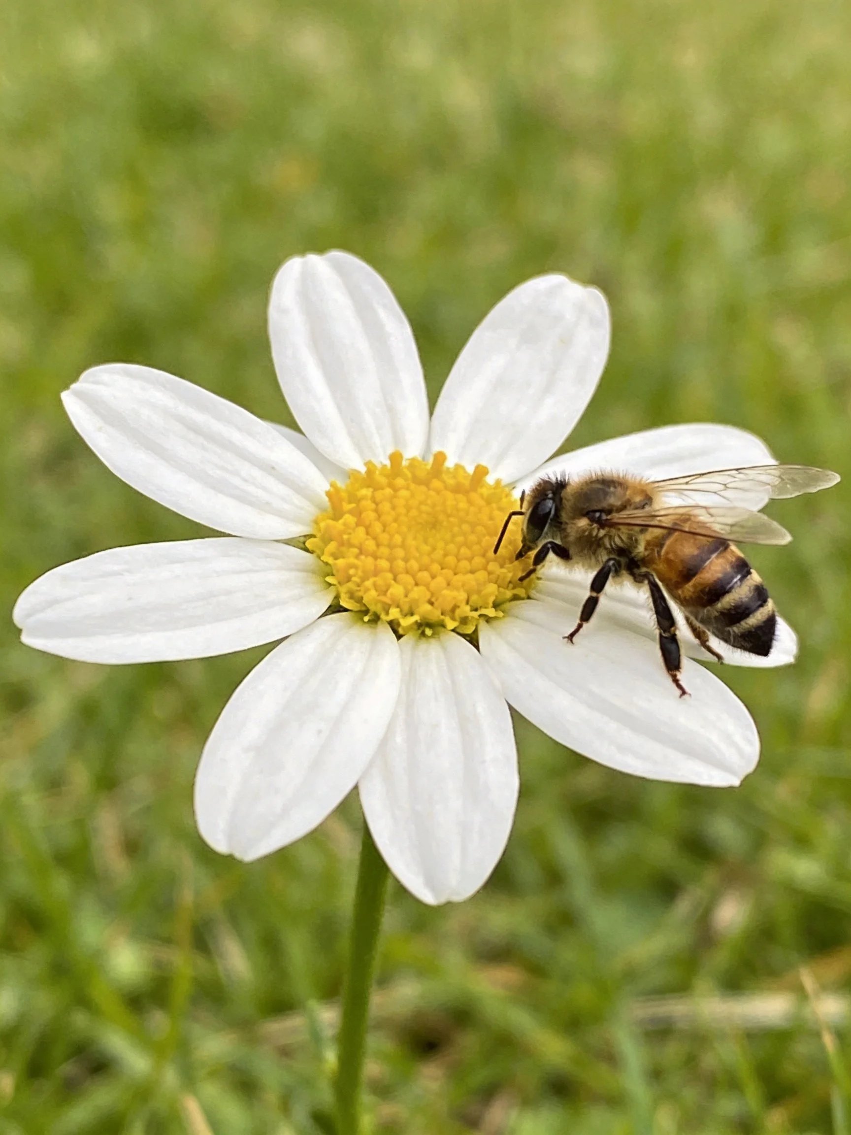 A honeybee collecting nectar from a white daisy with yellow center