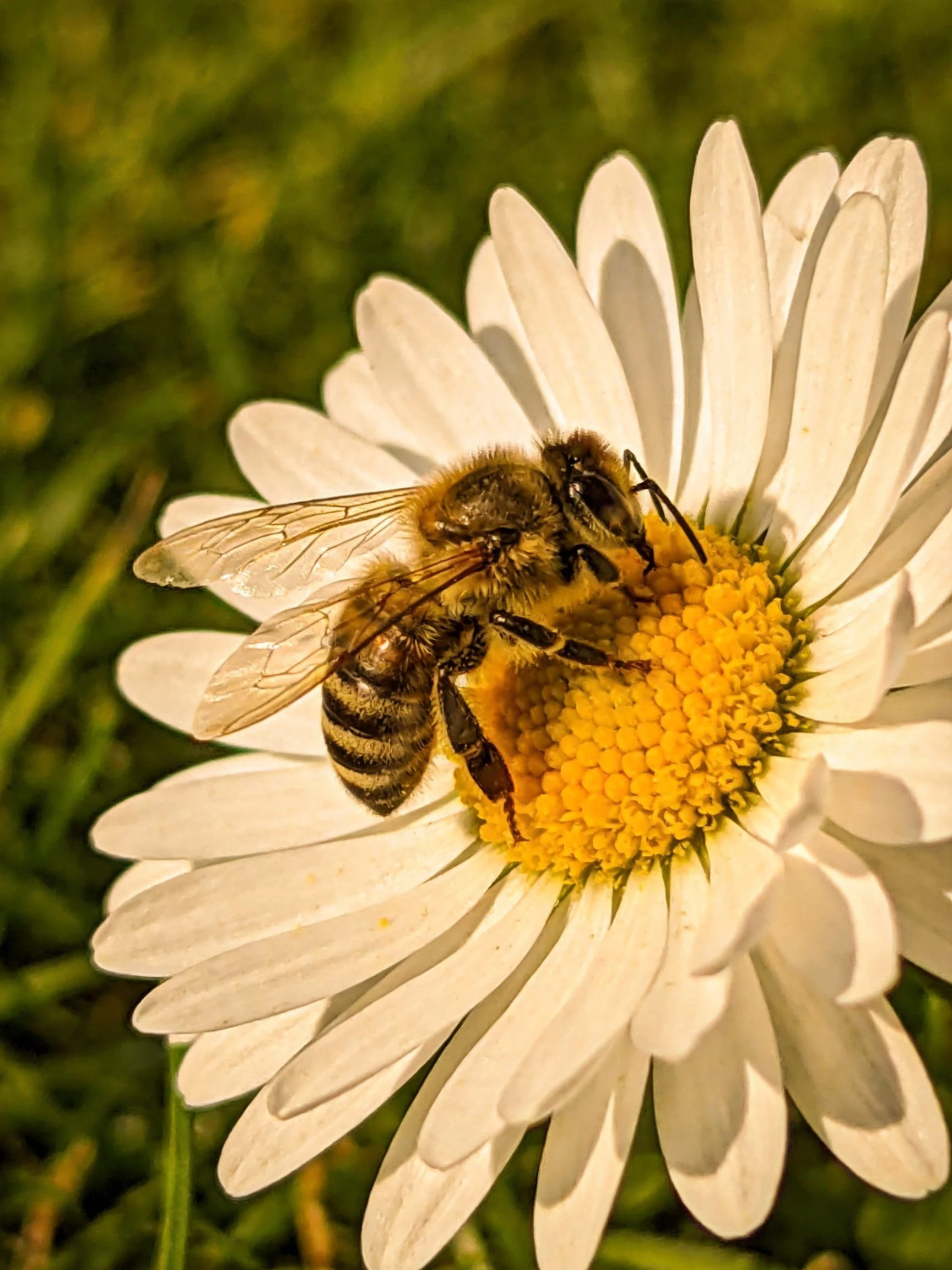A honeybee collecting nectar from a white daisy with yellow center