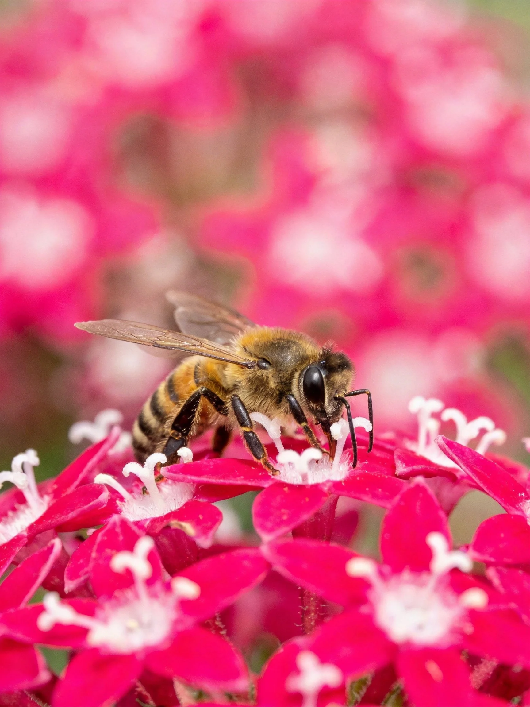 A honeybee collecting nectar from bright pink flowers