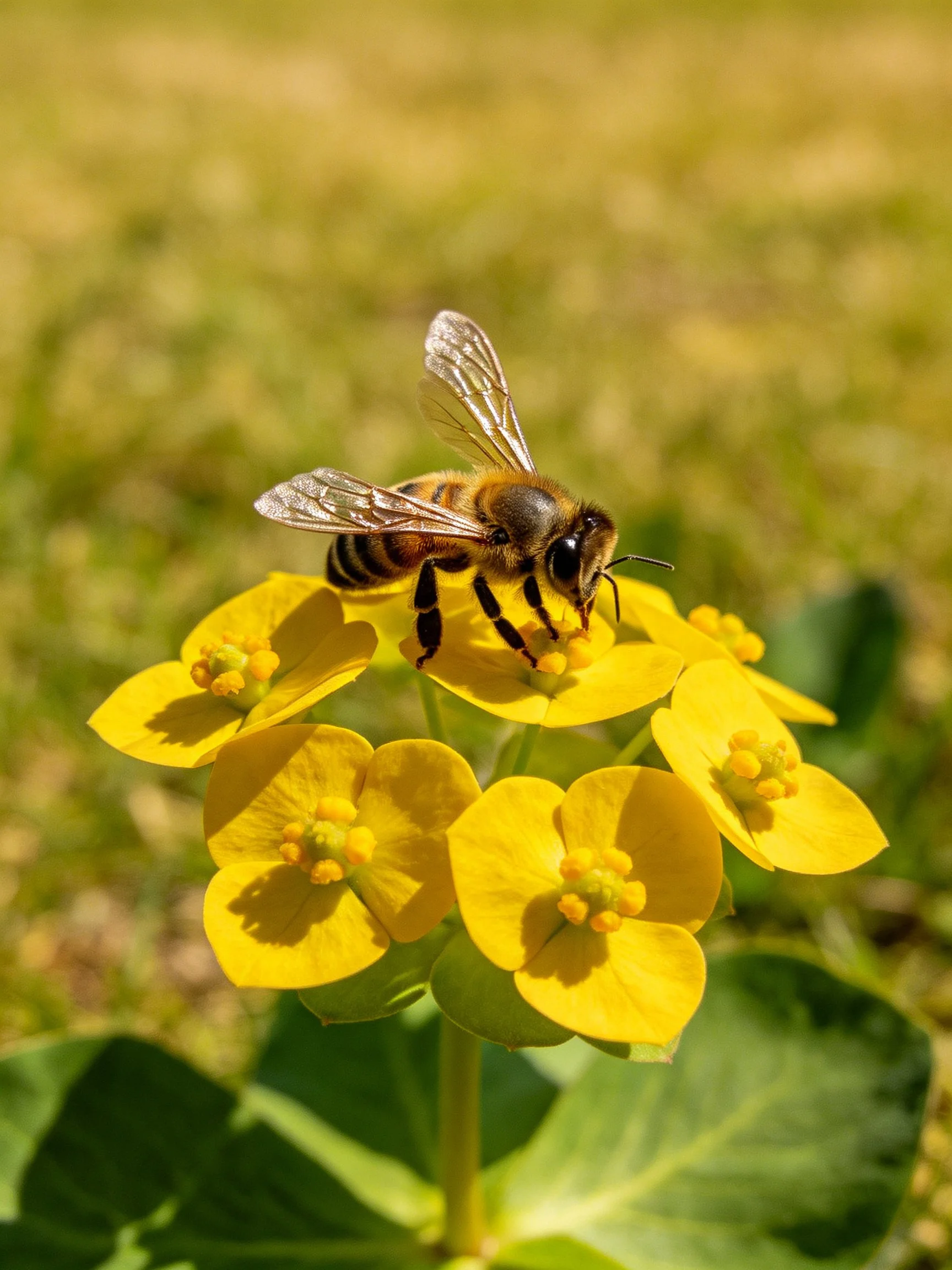 A honeybee collecting nectar from bright yellow clustered flowers