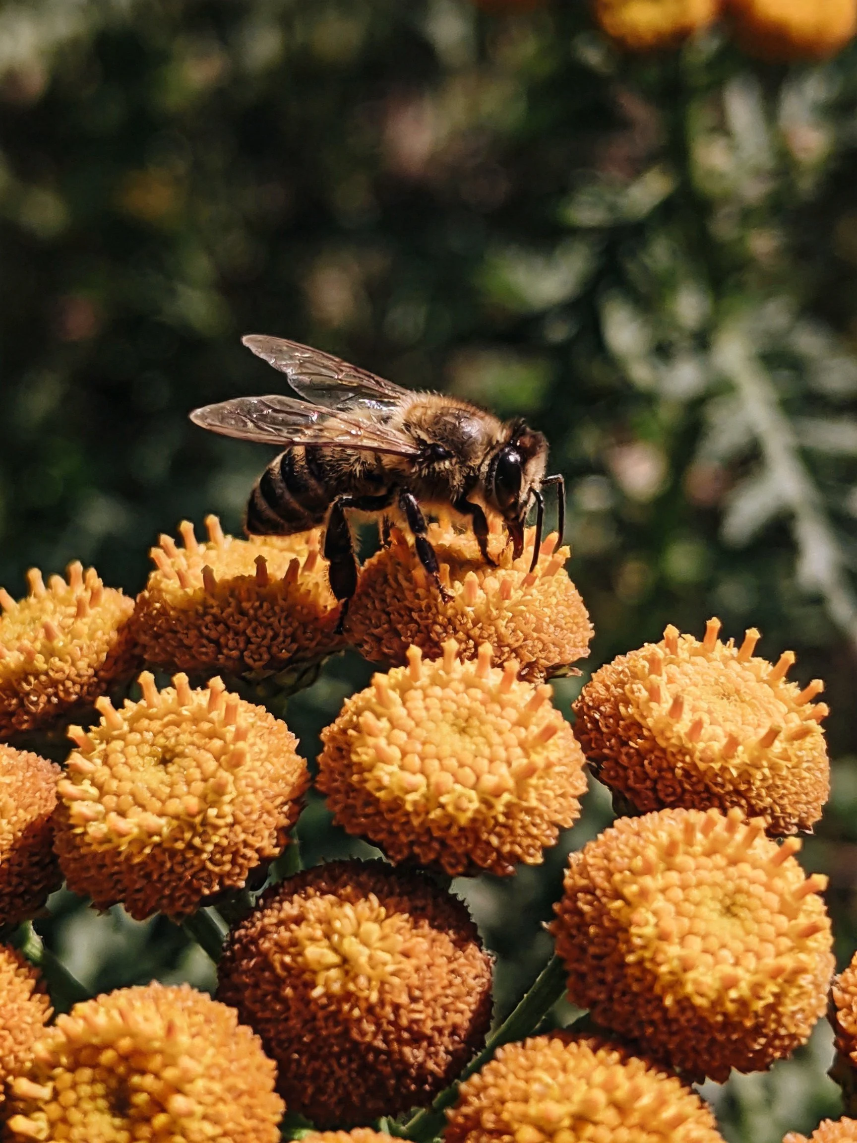 A honeybee collecting nectar from round orange-yellow blooms