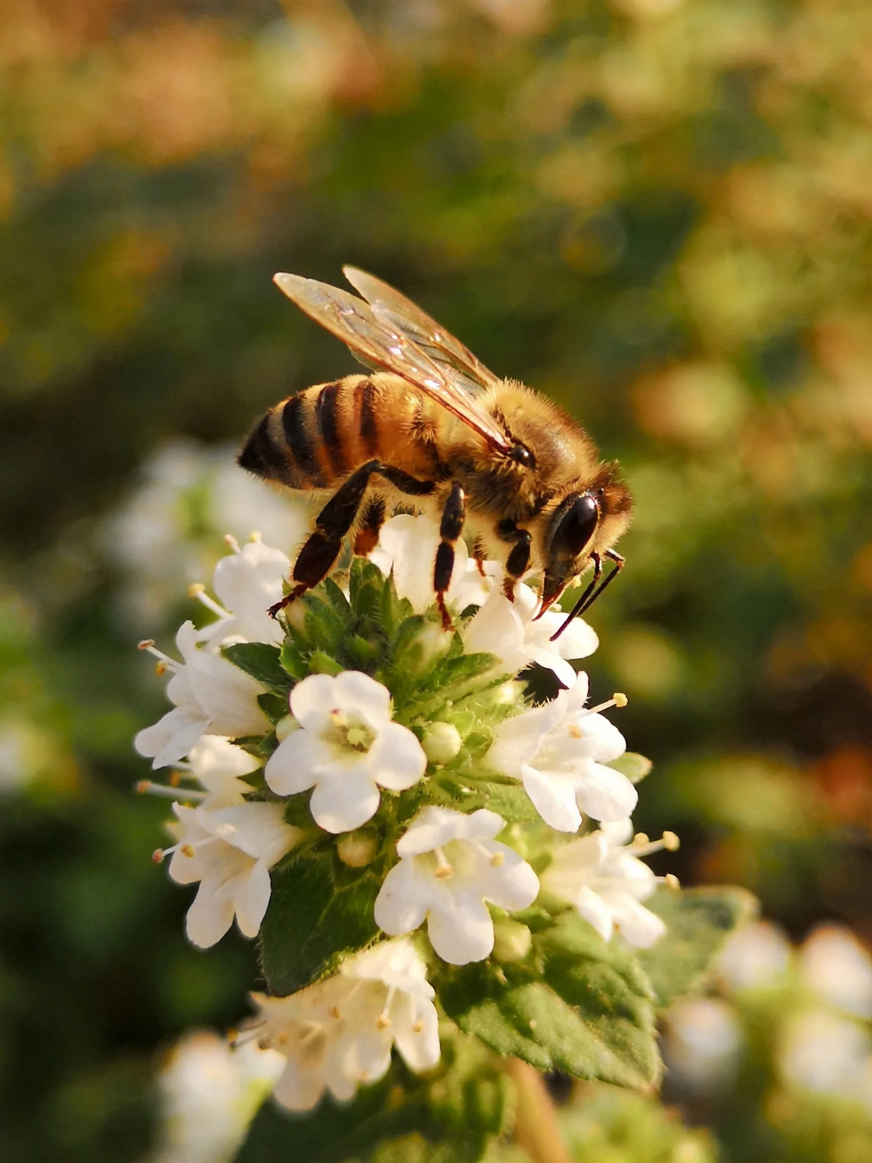 A honeybee collecting nectar from small clustered white flowers