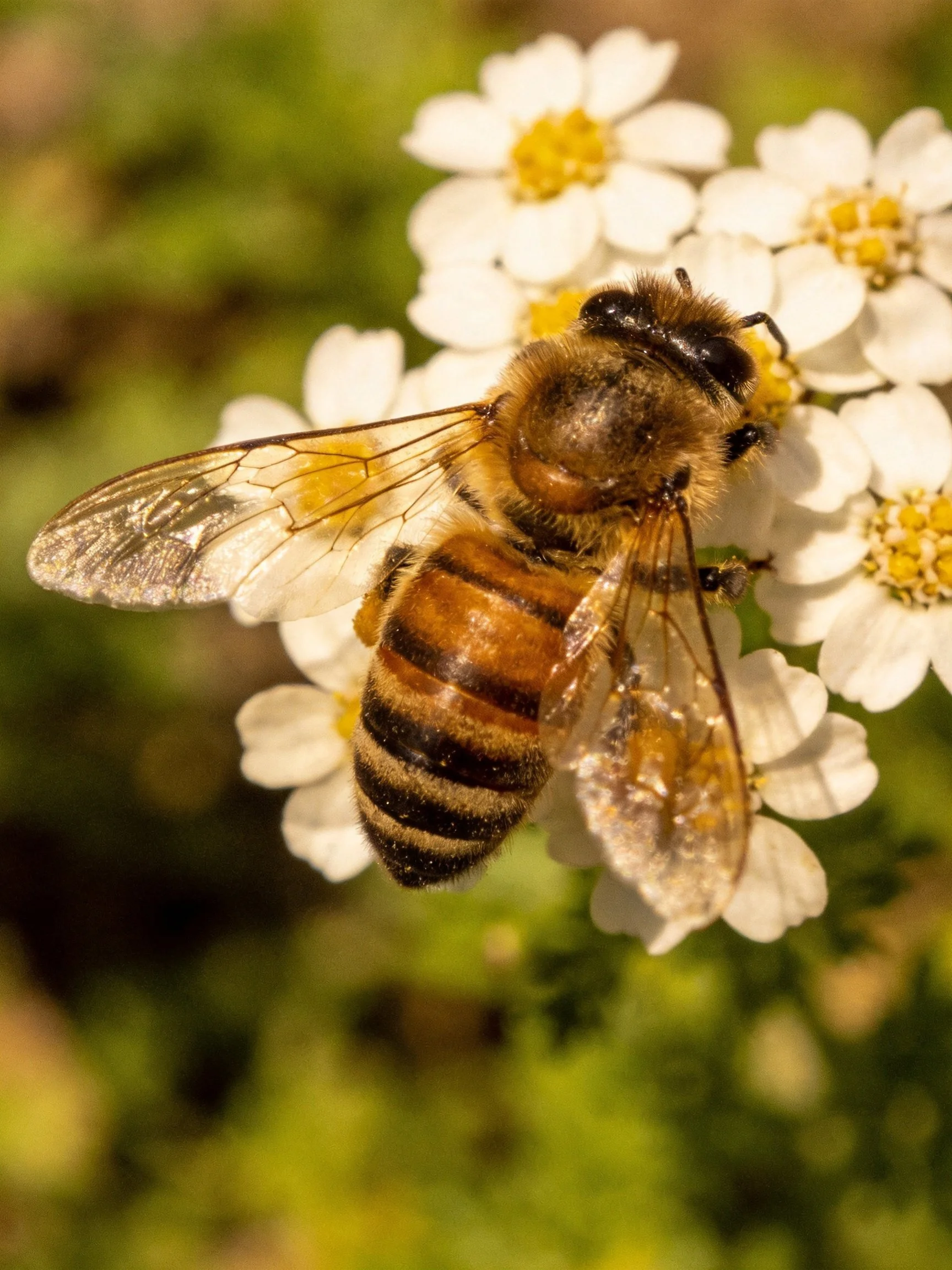 A honeybee collecting nectar from small white clustered flowers