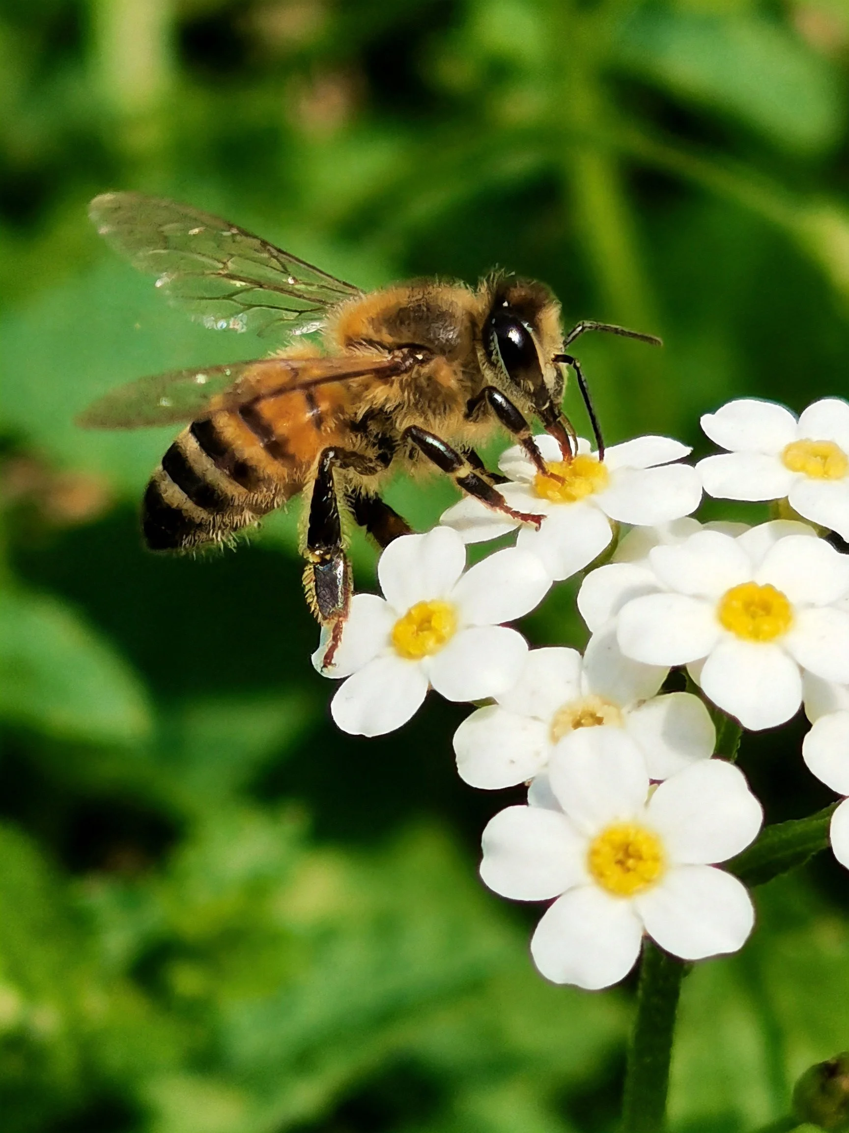 A honeybee collecting nectar from small white flowers