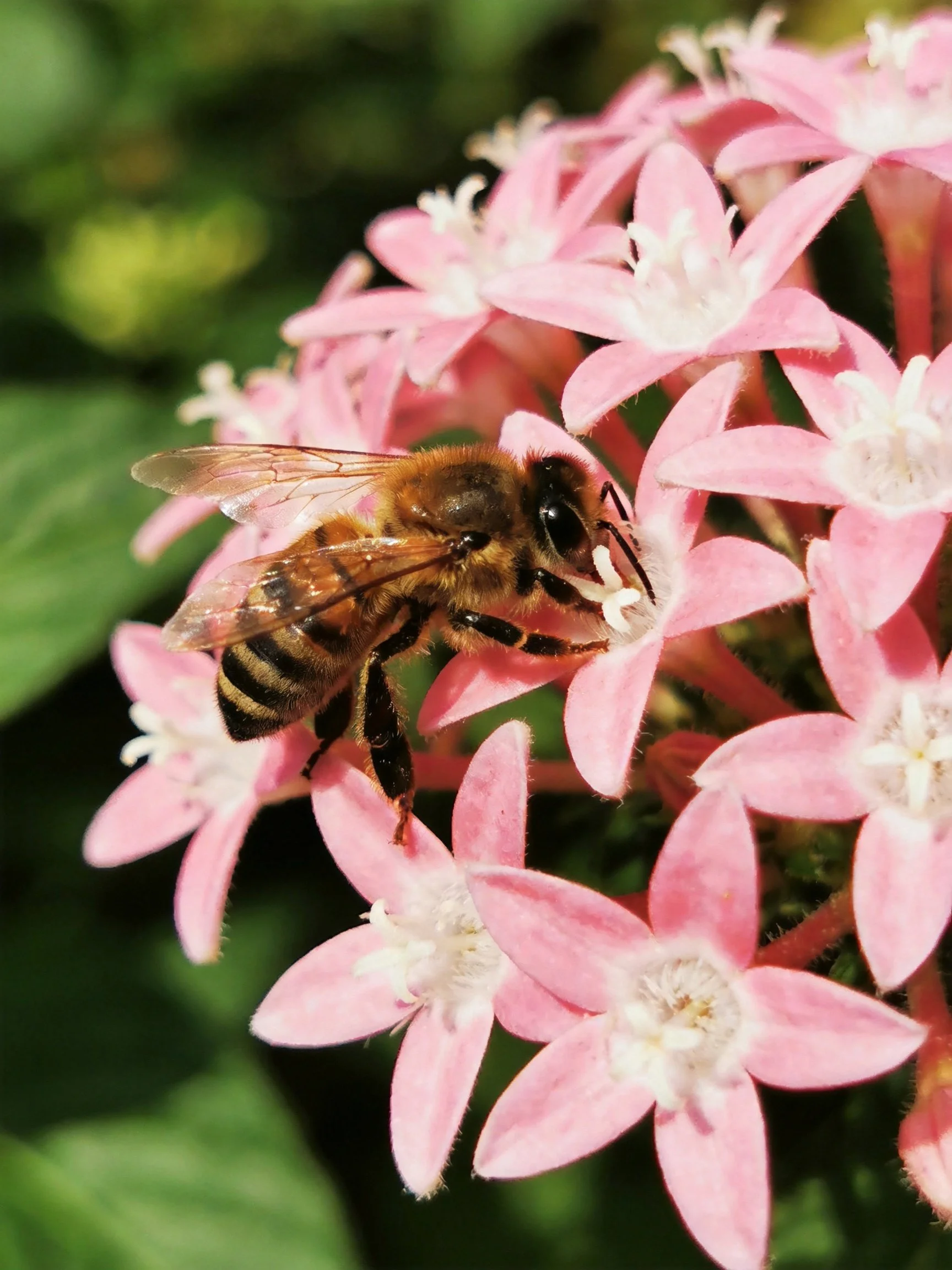 A honeybee collecting nectar from vibrant pink clustered flowers