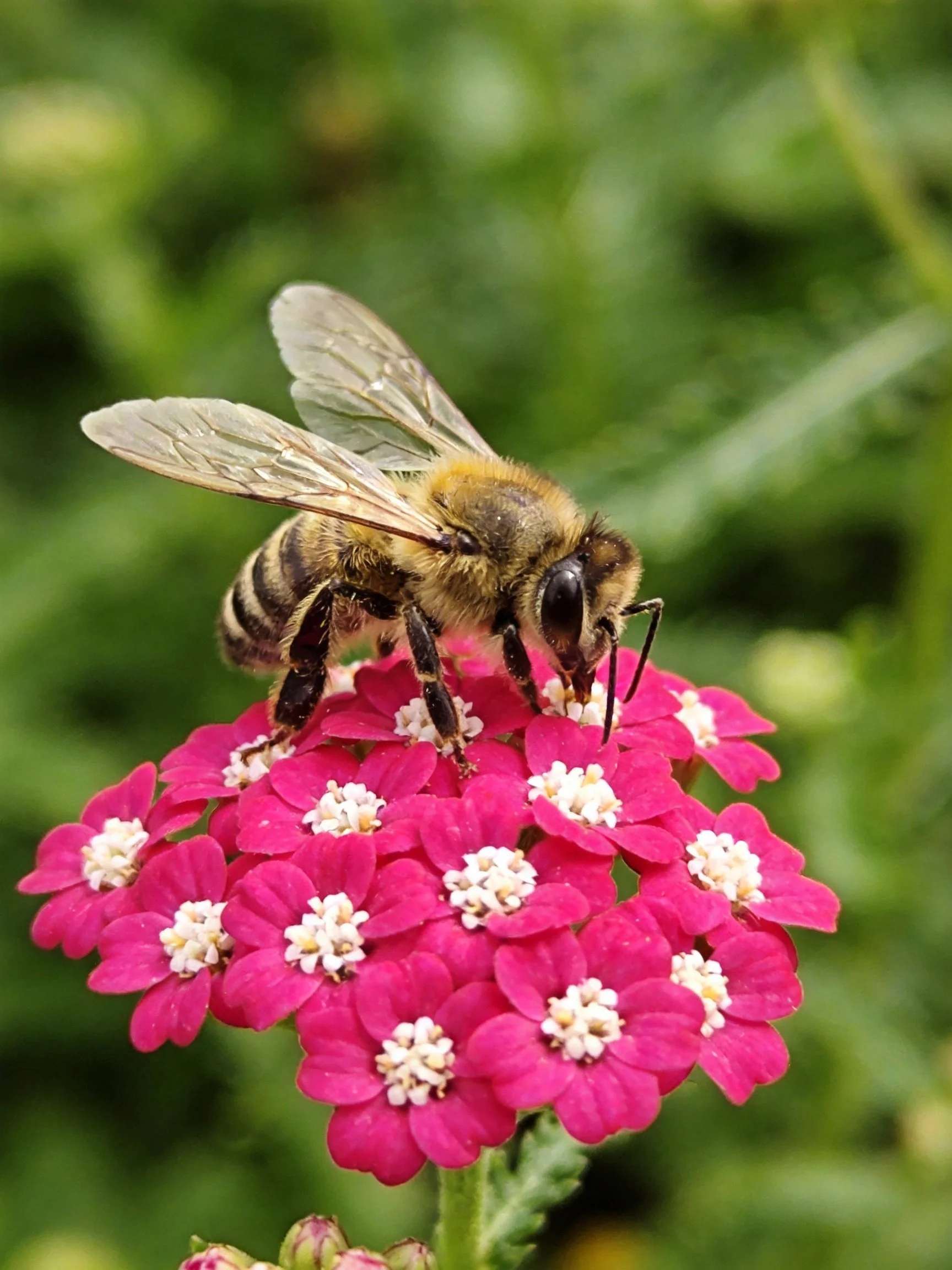 A honeybee collecting nectar from vibrant pink clustered flowers
