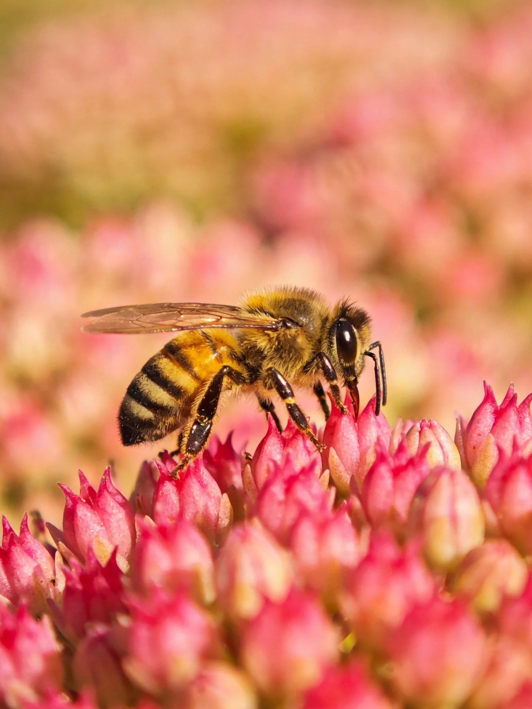 A honeybee collecting nectar from vibrant pink flower buds