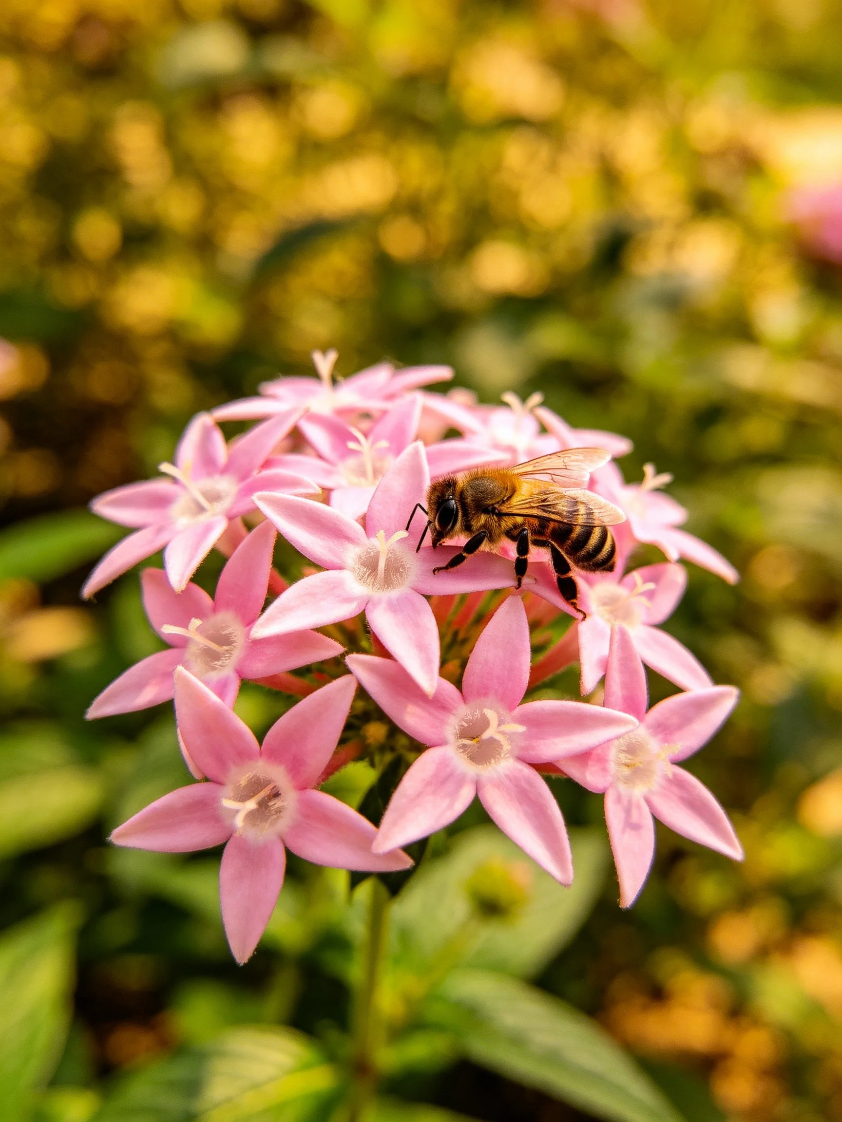 A honeybee collecting nectar from vibrant pink star-shaped flowers