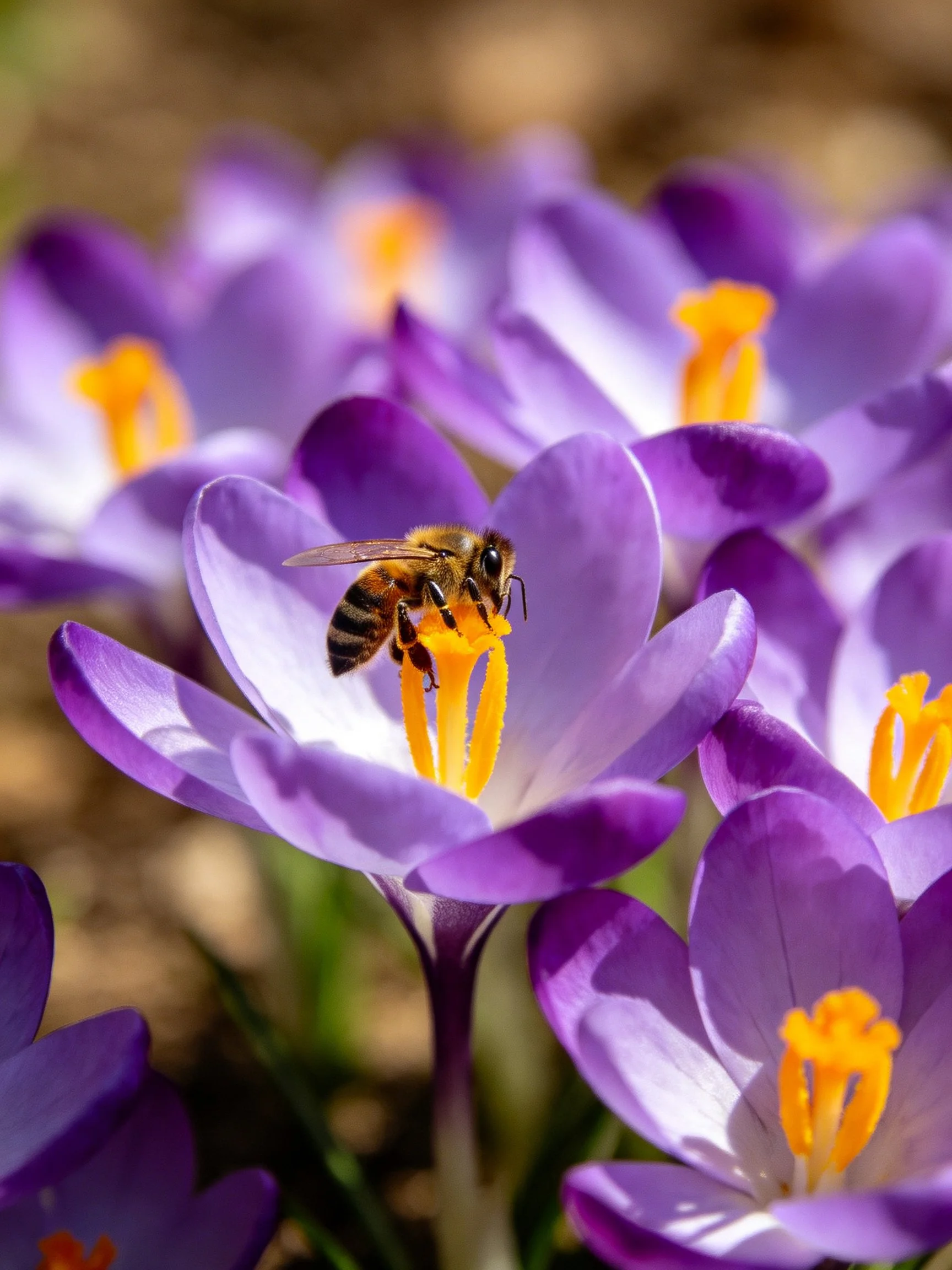 A honeybee collecting nectar from vibrant purple crocus blooms