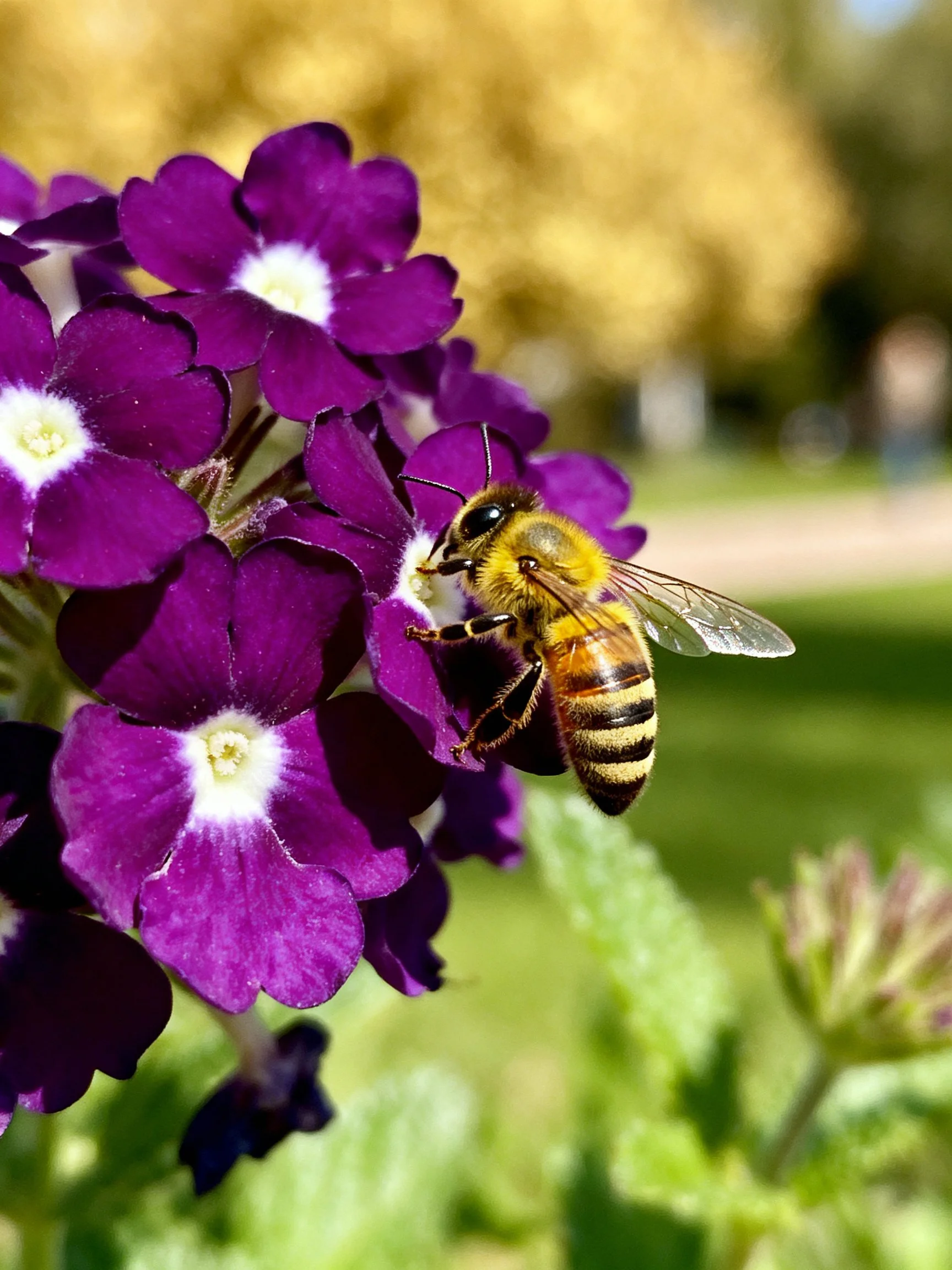 A honeybee collecting nectar from vibrant purple flowers