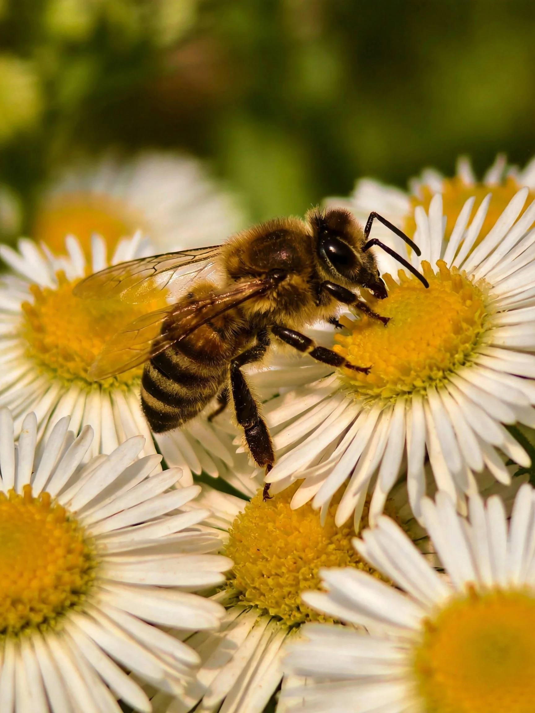A honeybee collecting nectar from white daisies with yellow centers