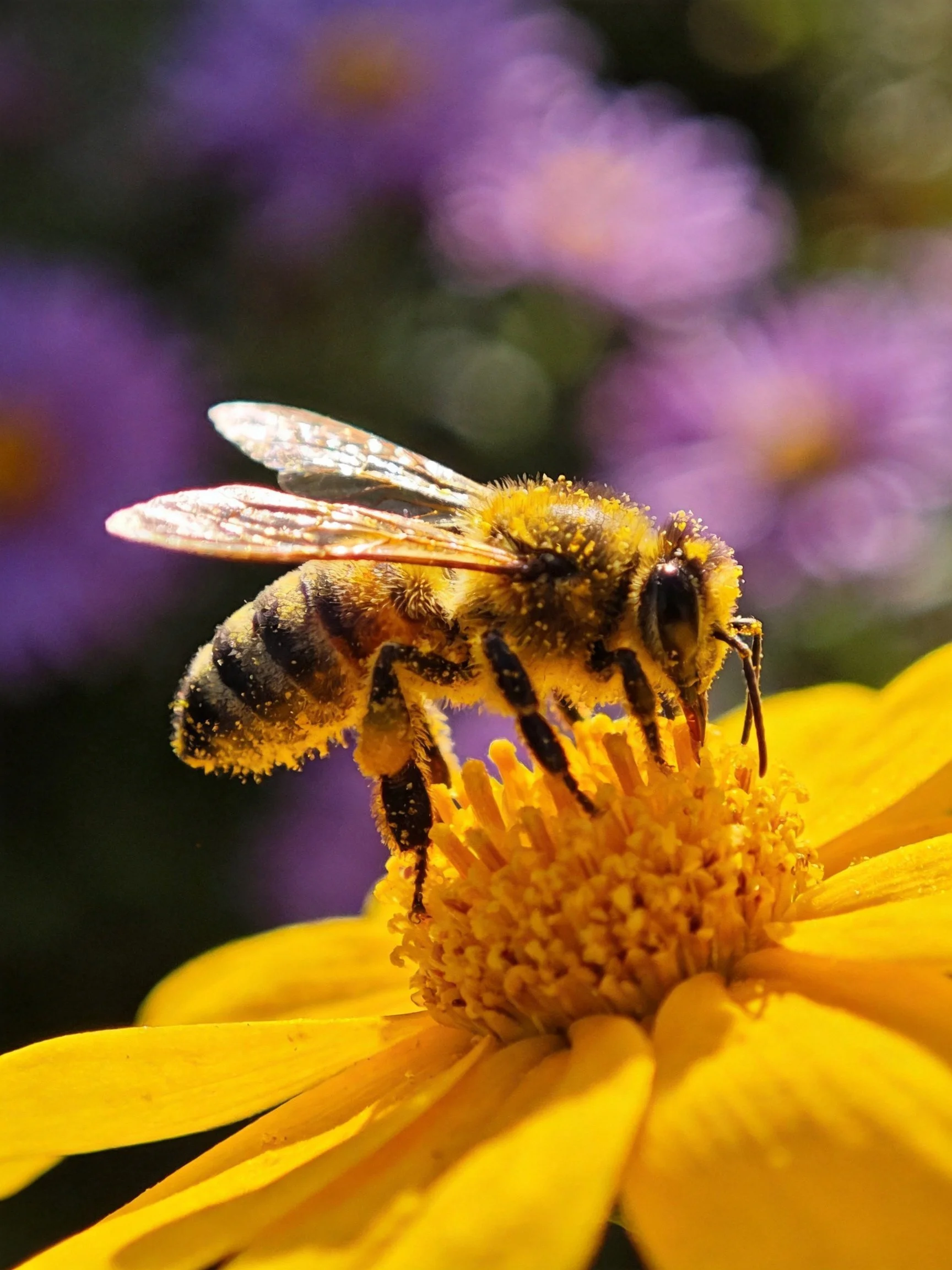 A honeybee collecting pollen from a bright yellow flower with purple blooms