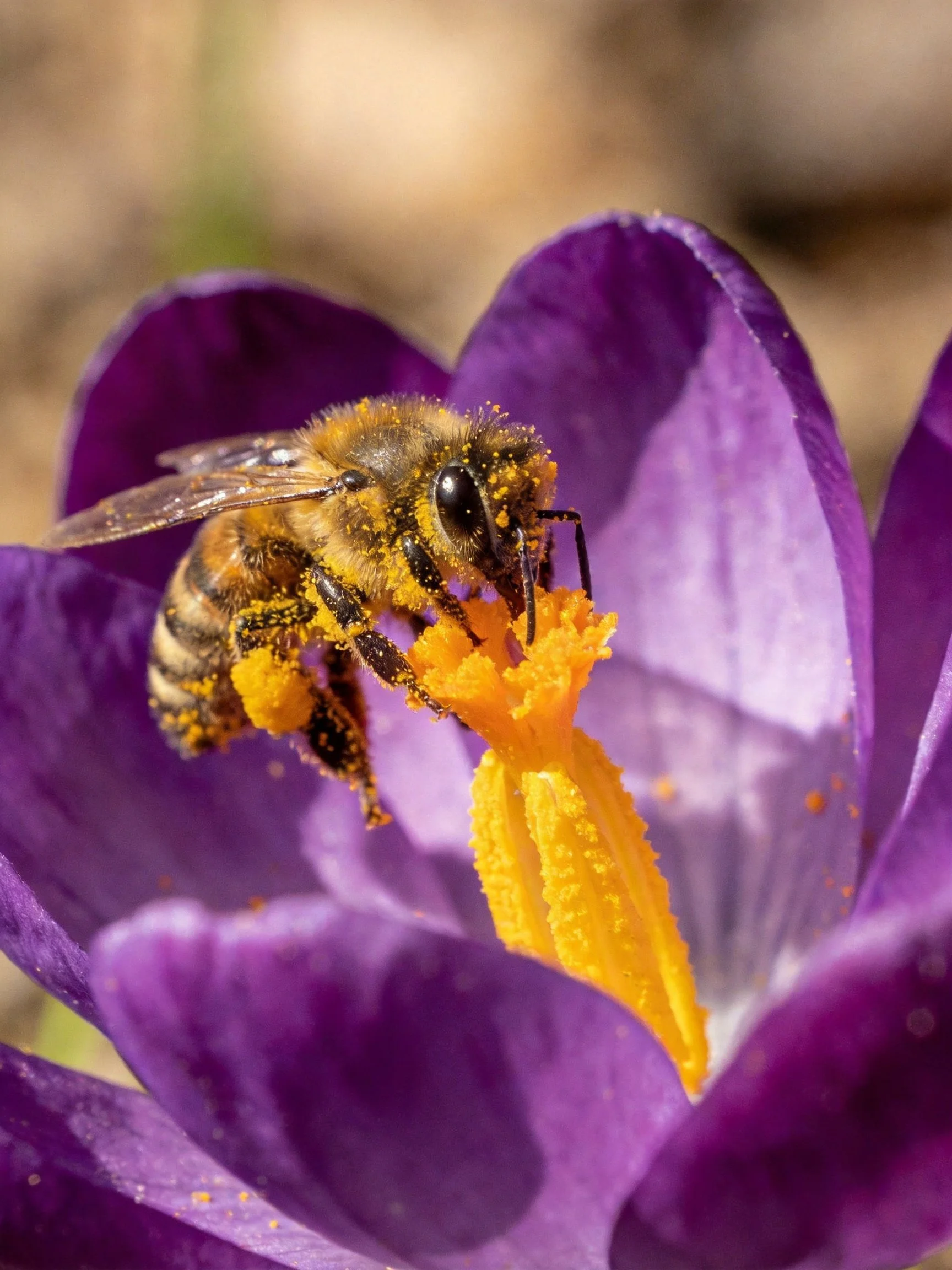 A honeybee collecting pollen from a vibrant purple crocus